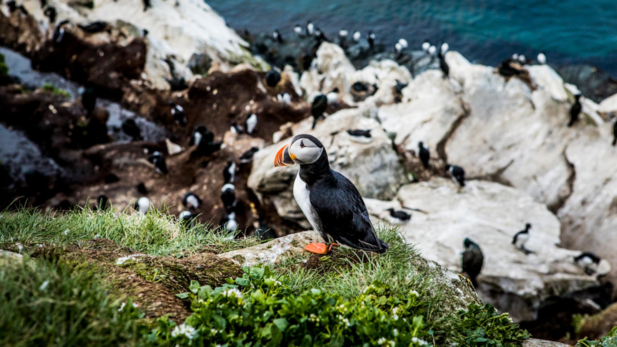 Birds at Hornøya in Varanger