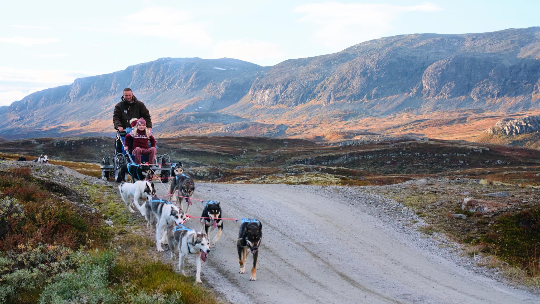 A family dogsledding on wheels in summer in Norway