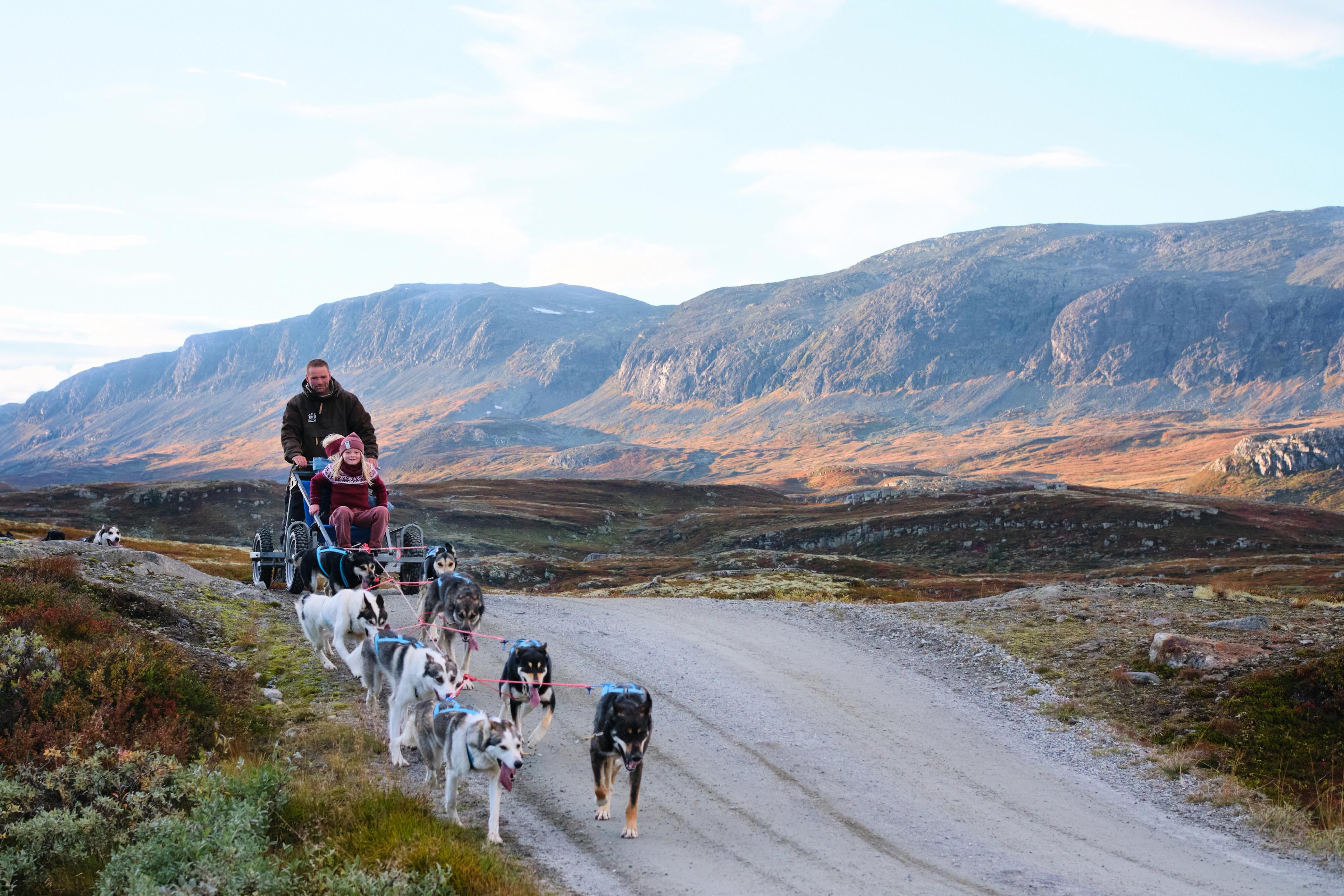 A family dogsledding on wheels in summer in Norway