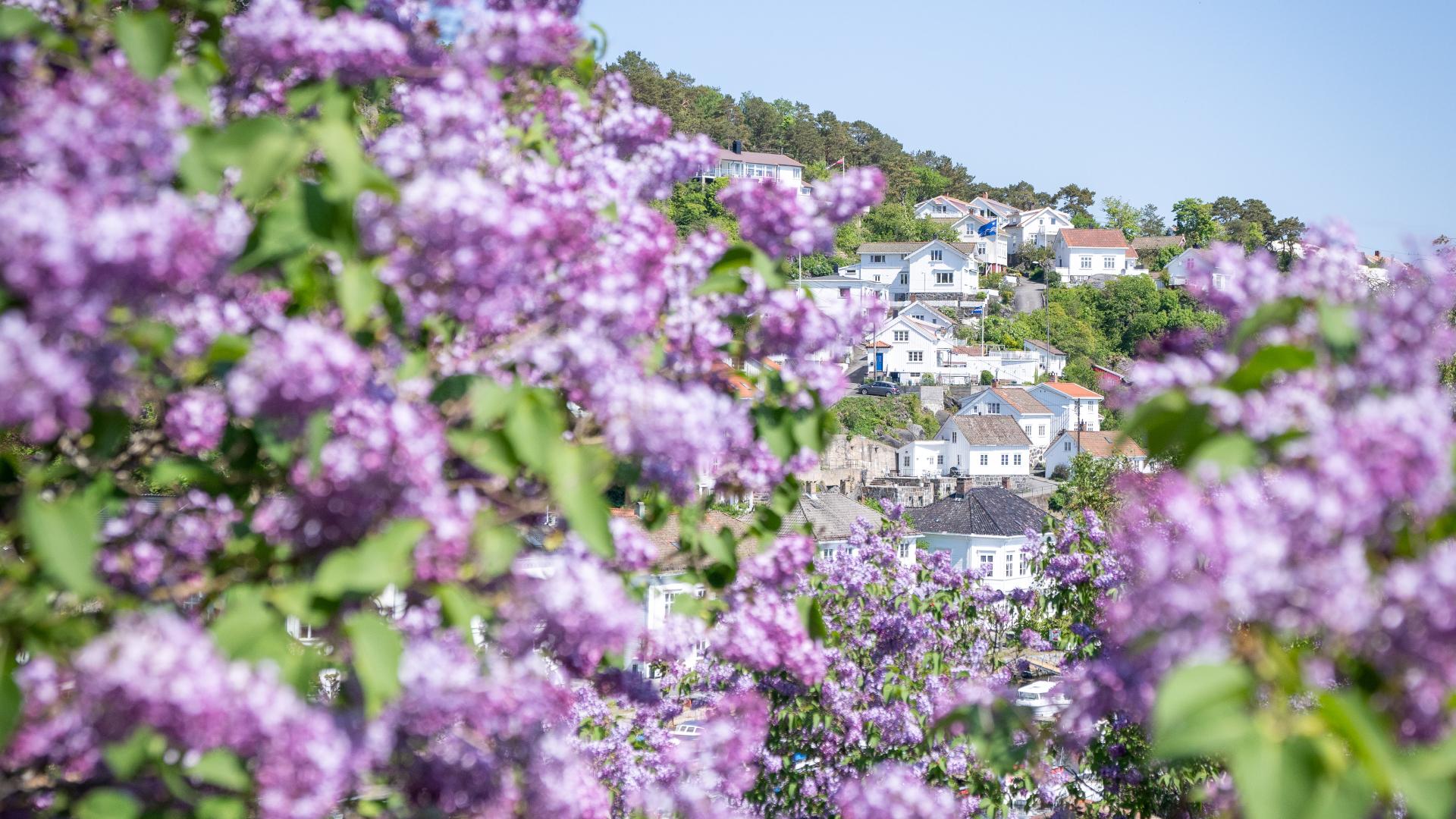 Neighborhood in Risør, Southern Norway