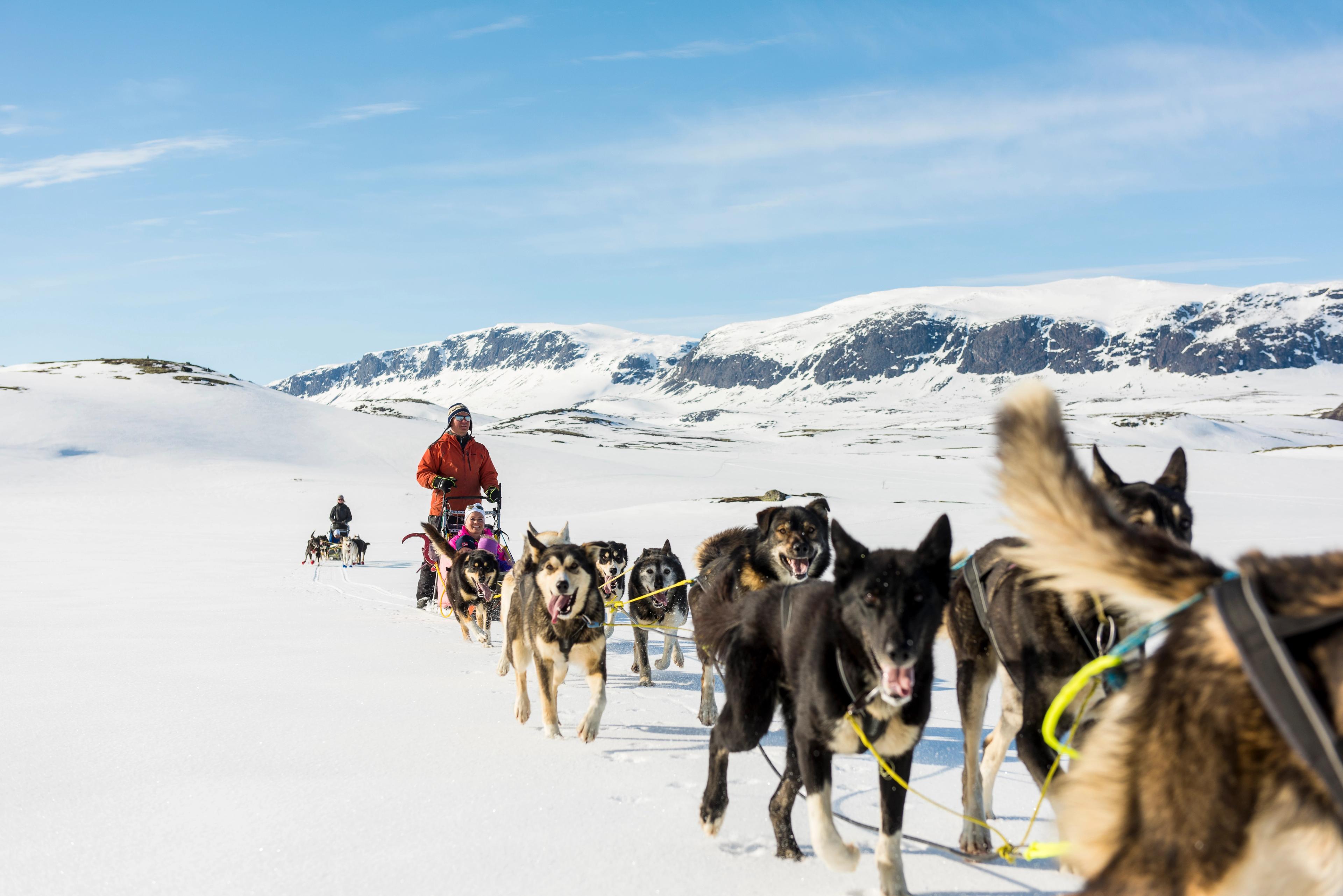 A team of dogs pulling the sled through a winter landscape in Hallingdal in Eastern Norway