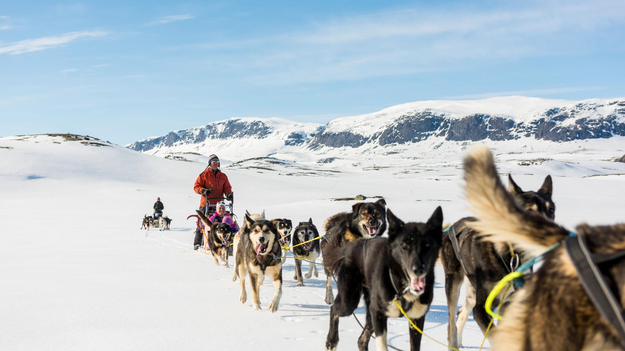 A team of dogs pulling the sled through a winter landscape in Hallingdal in Eastern Norway