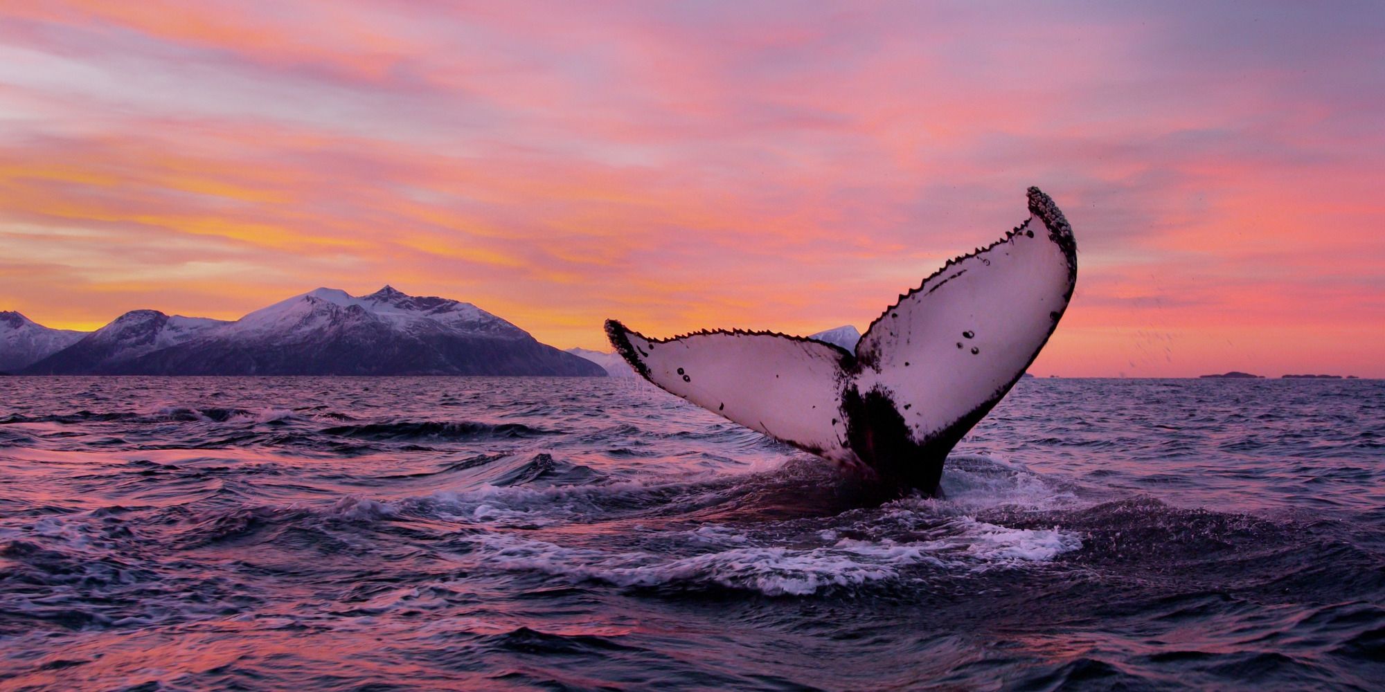 Go on a wildlife safari and see whales off the coast of Tromsø in Northern Norway