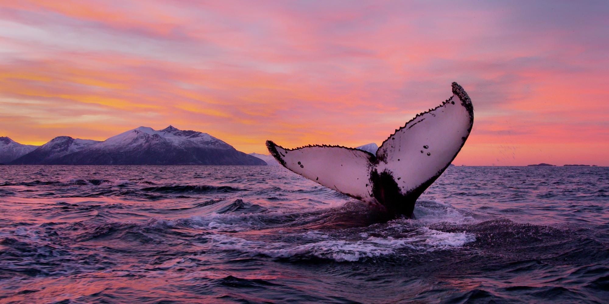 Go on a wildlife safari and see whales off the coast of Tromsø in Northern Norway
