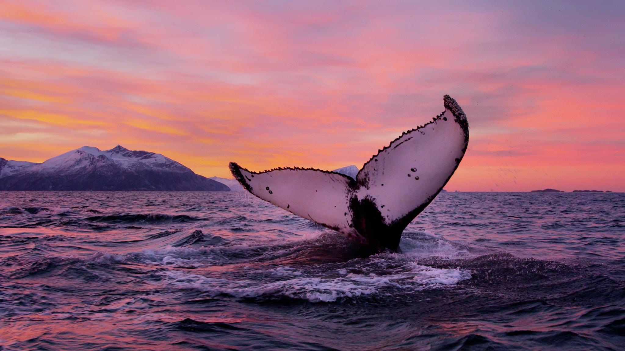 Halen til en hval utenfor kysten av Tromsø