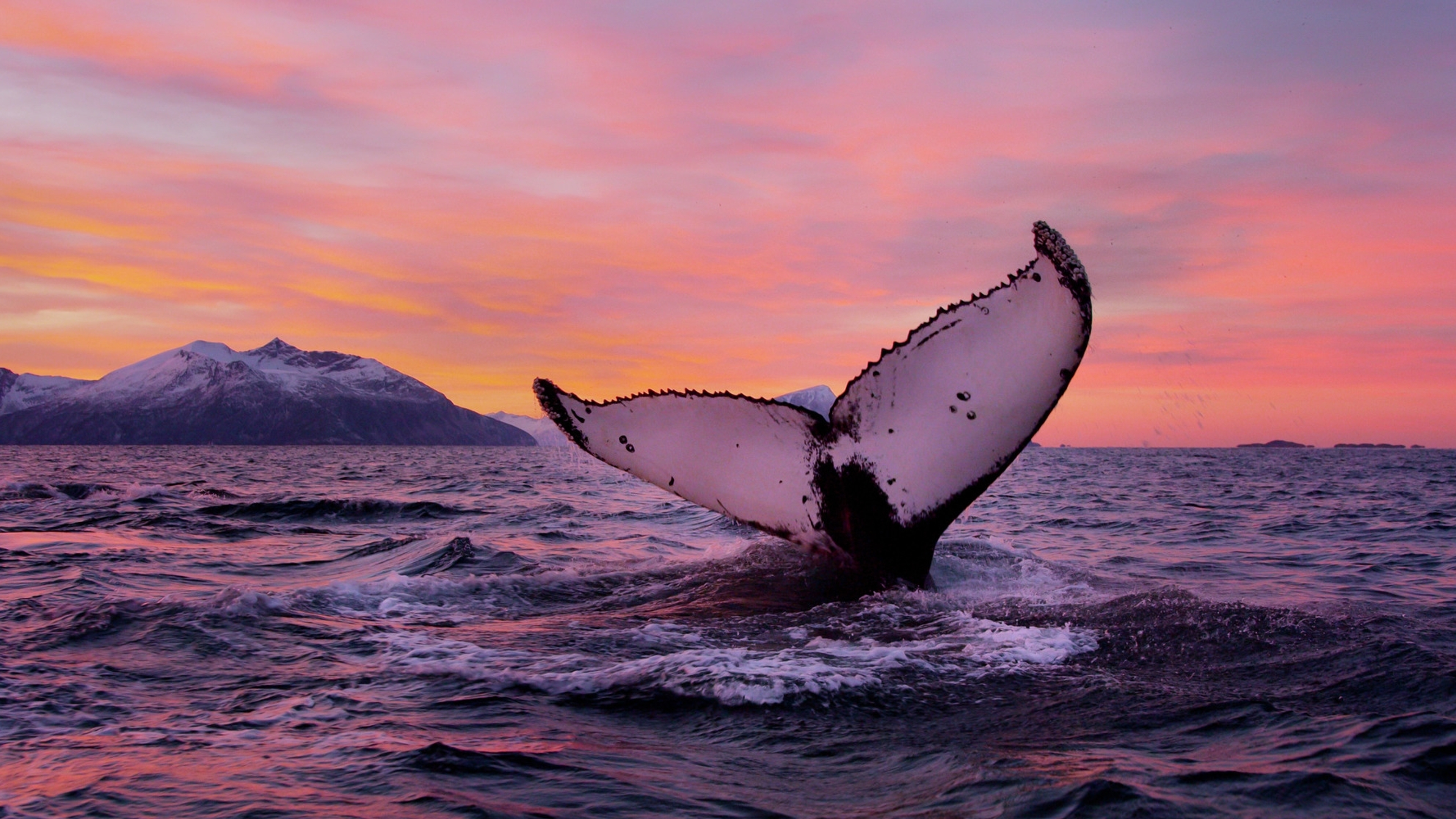 Halen til en hval utenfor kysten av Tromsø