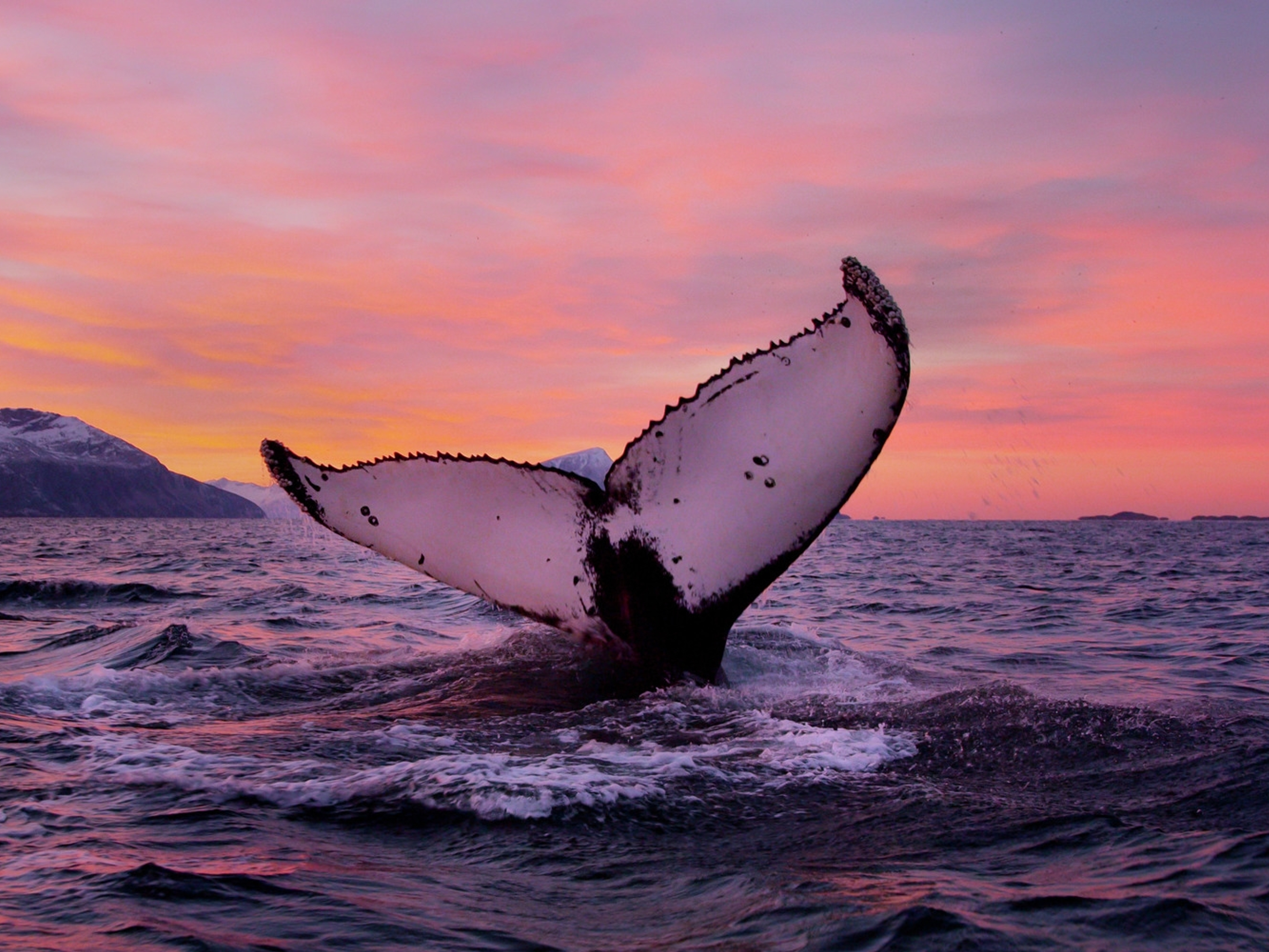 Go on a wildlife safari and see whales off the coast of Tromsø in Northern Norway