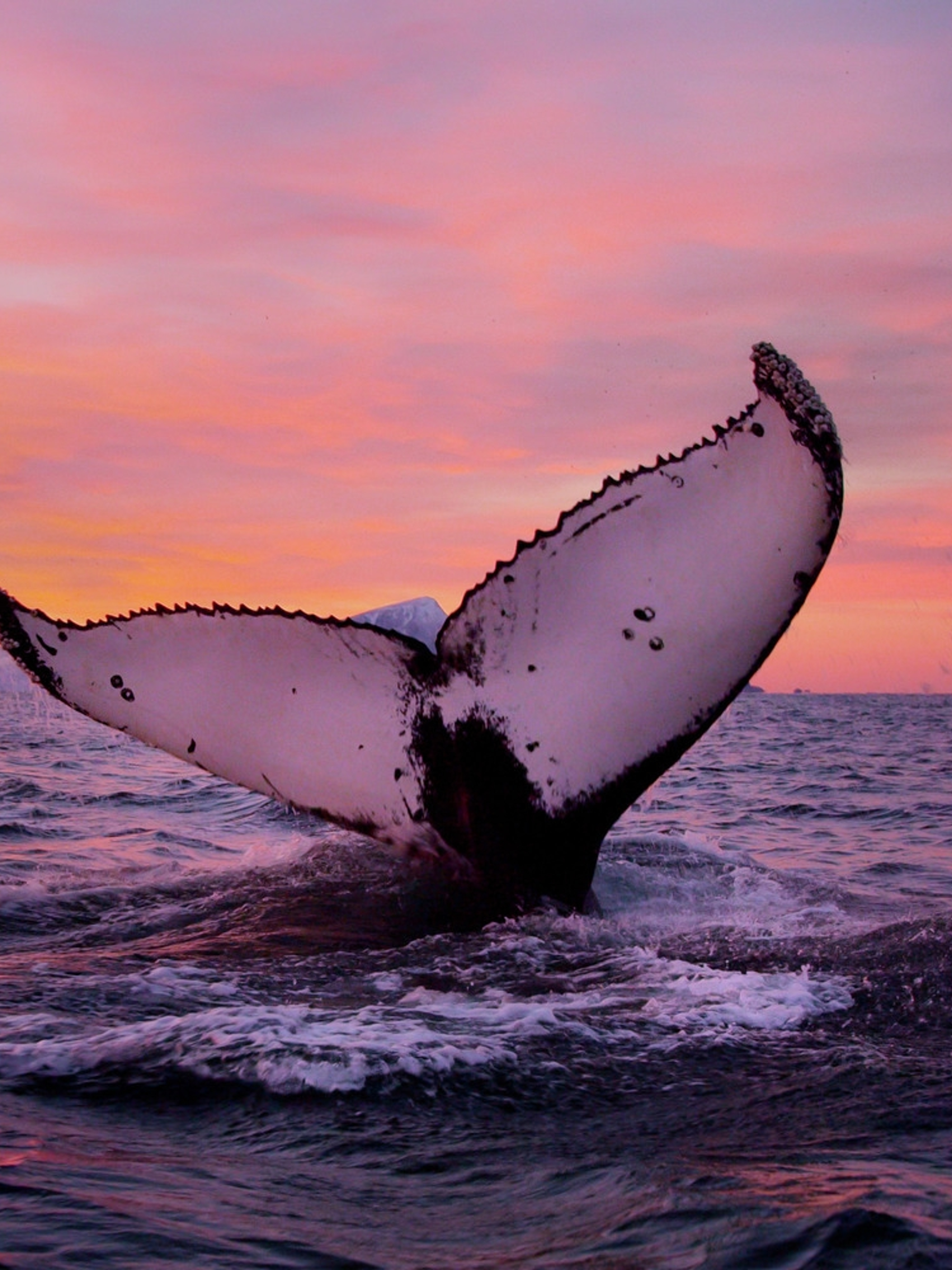 Go on a wildlife safari and see whales off the coast of Tromsø in Northern Norway