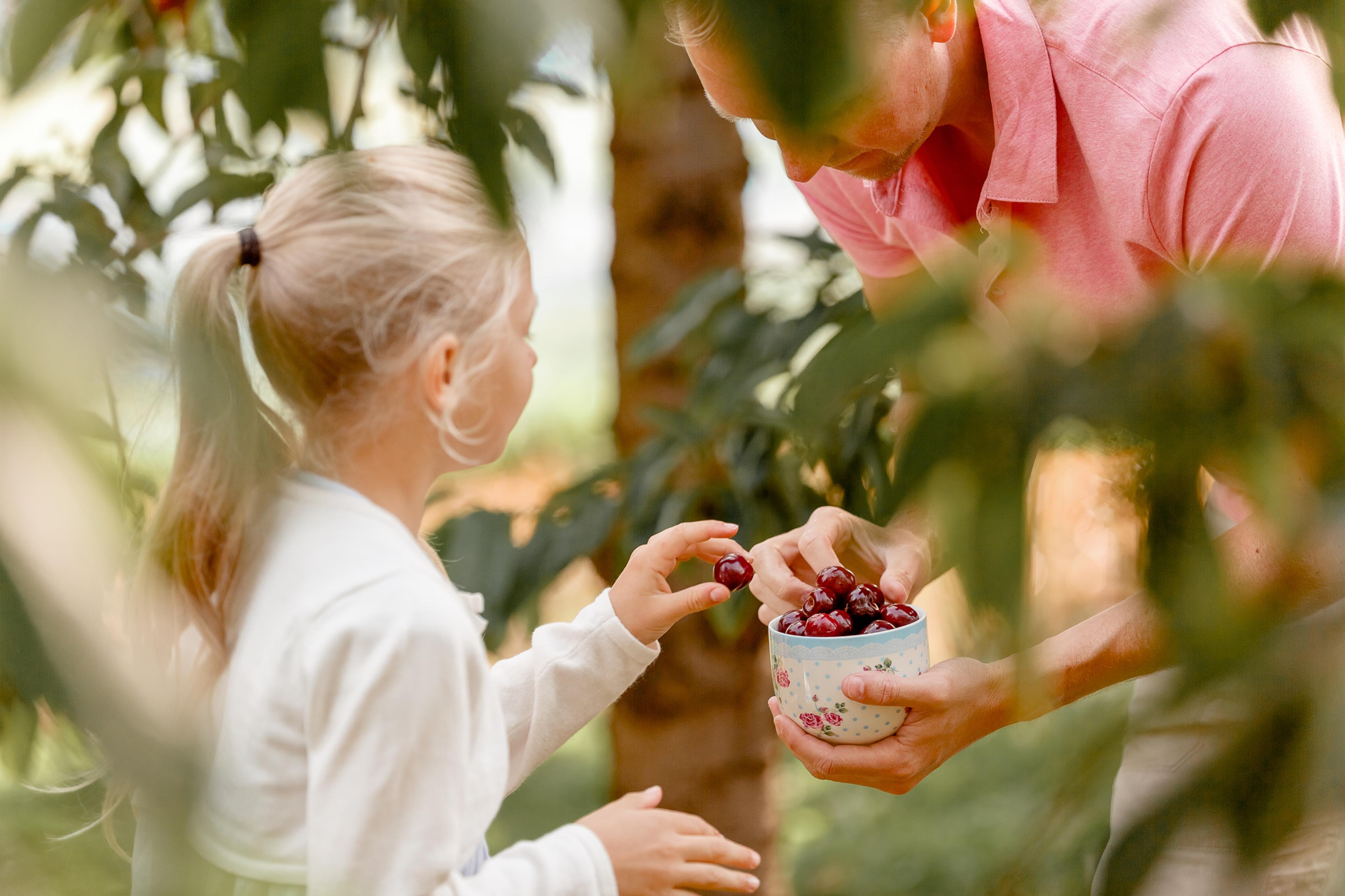 A young girl and her dad pick cherries in the fruit village Gvarv in Telemark, Eastern Norway