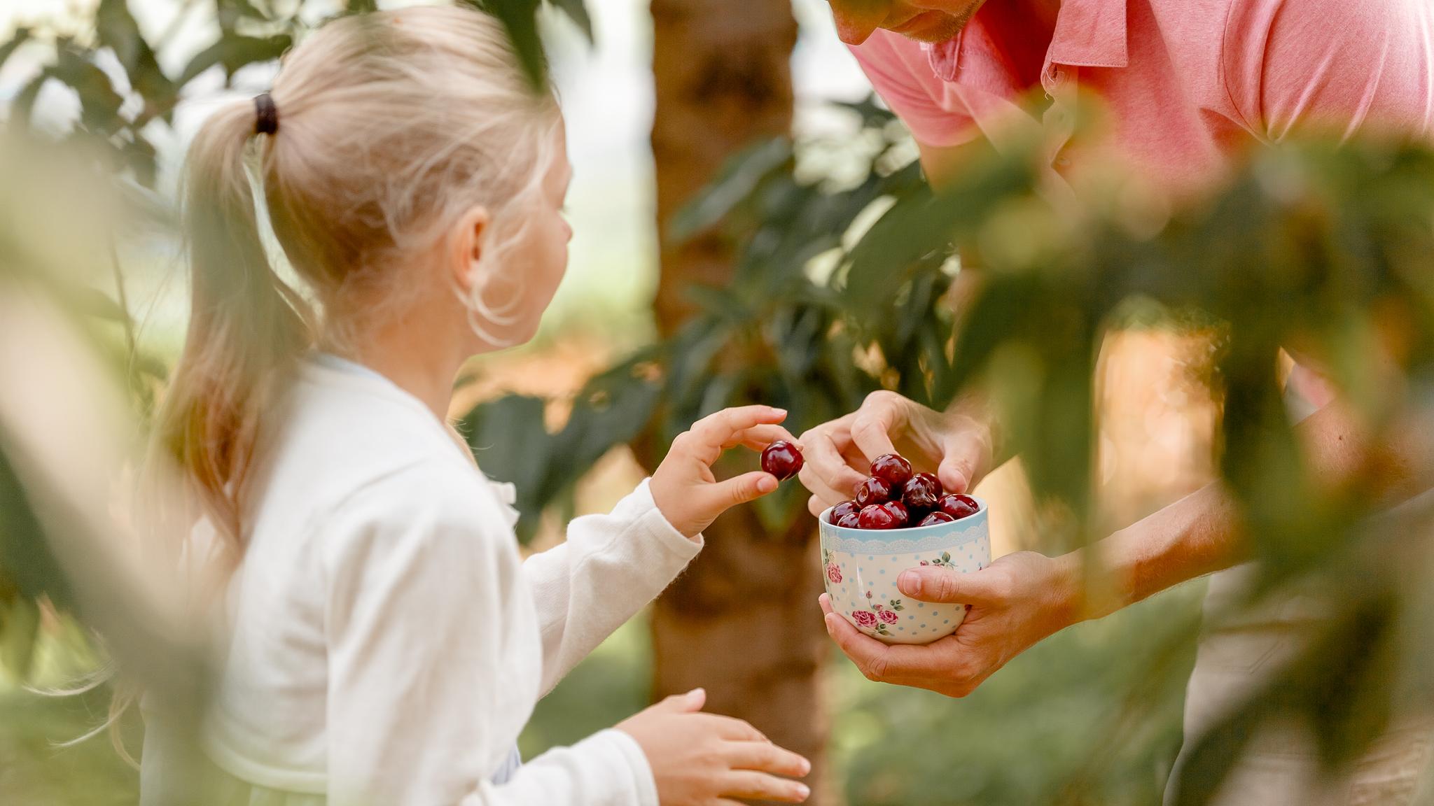 A young girl and her dad pick cherries in the fruit village Gvarv in Telemark, Eastern Norway