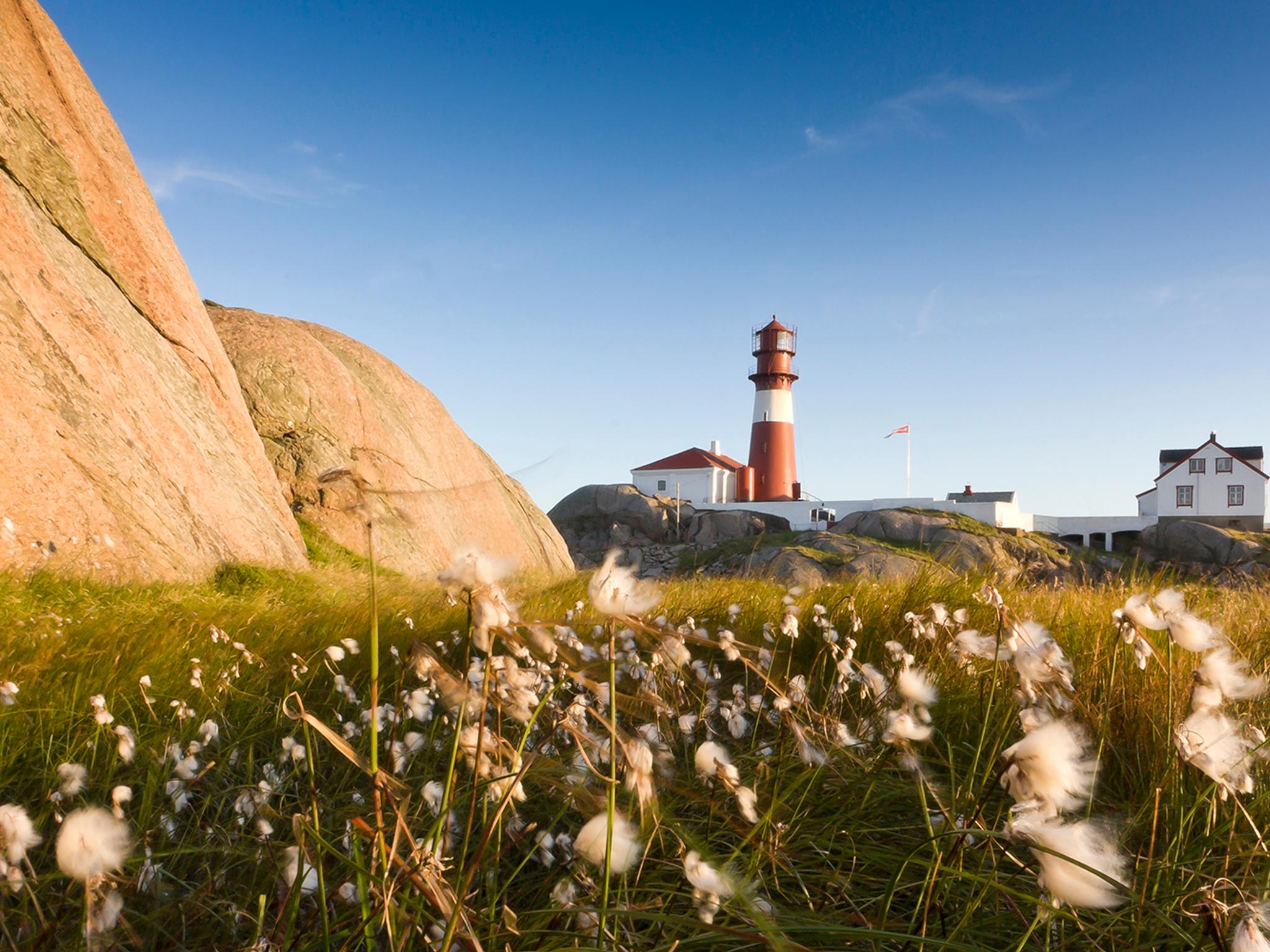 Un prato fiorito davanti al faro Ryvingen a Lindesnes nella Norvegia meridionale