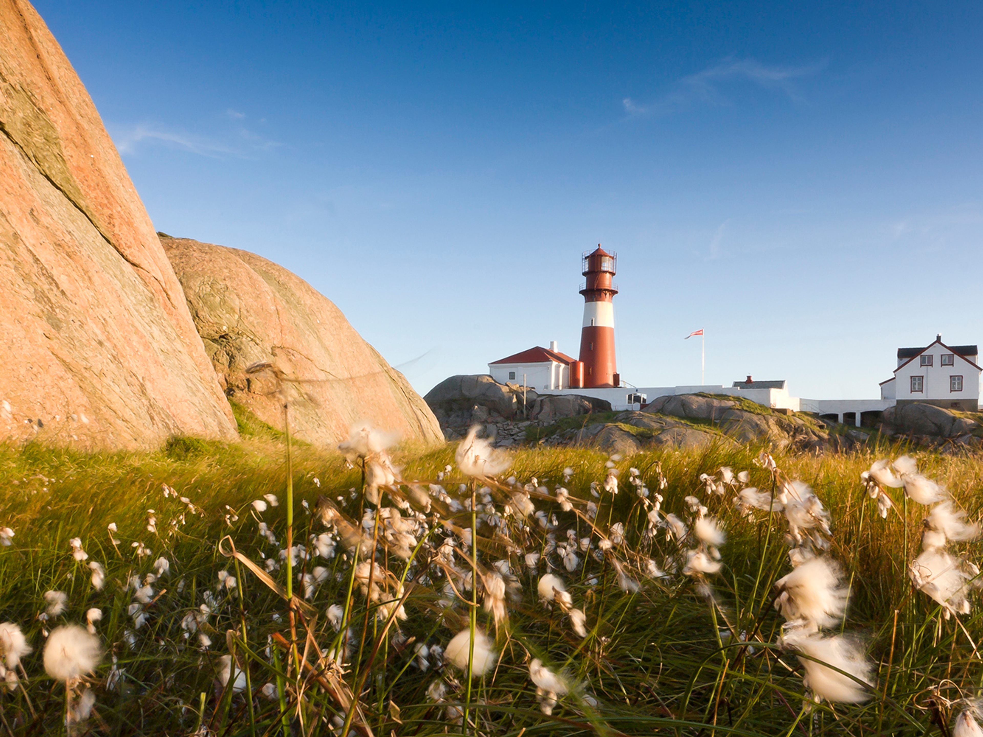 A flower meadow in front of Ryvingen lighthouse in Lindesnes in Southern Norway