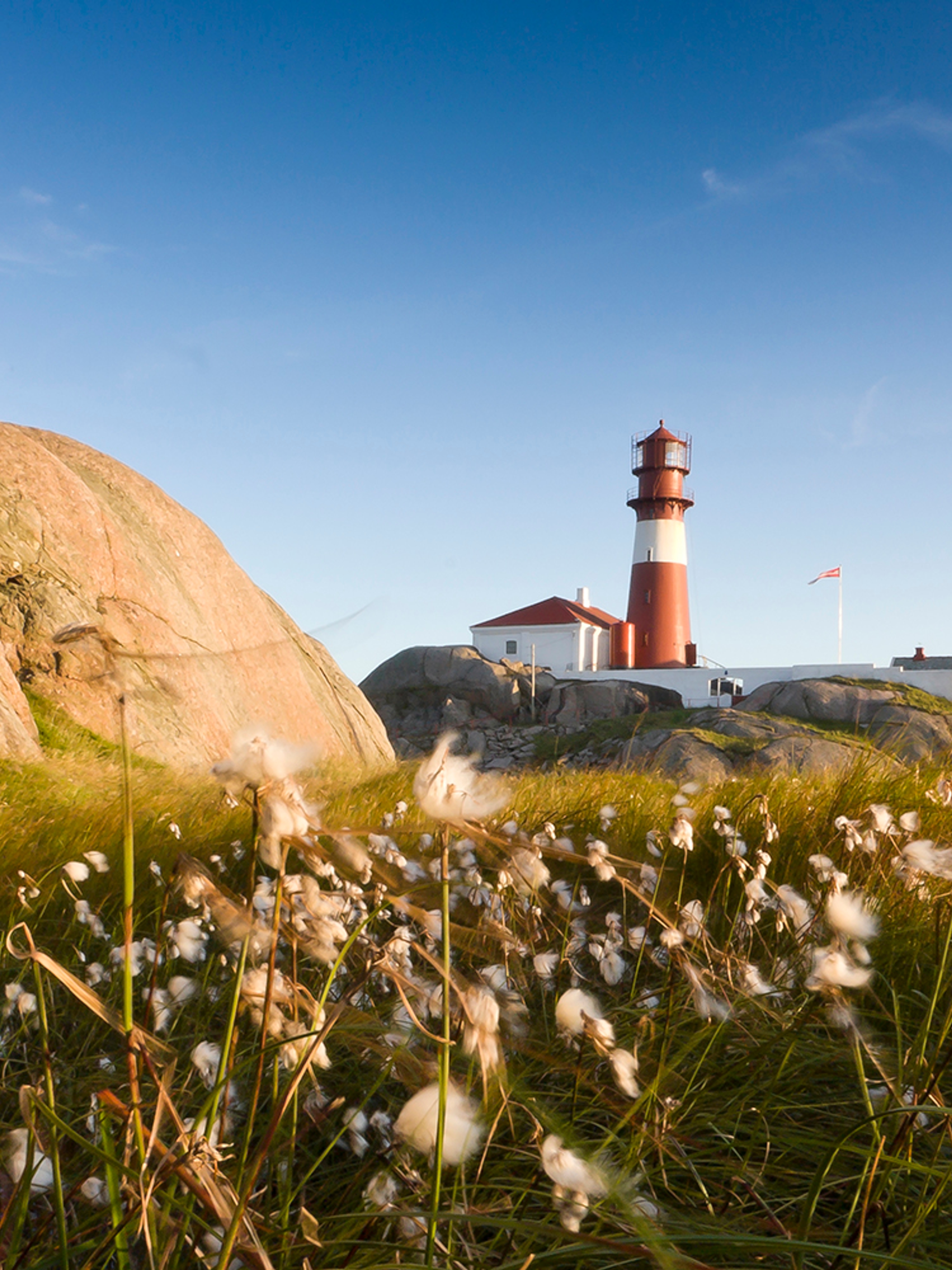 A flower meadow in front of Ryvingen lighthouse in Lindesnes in Southern Norway