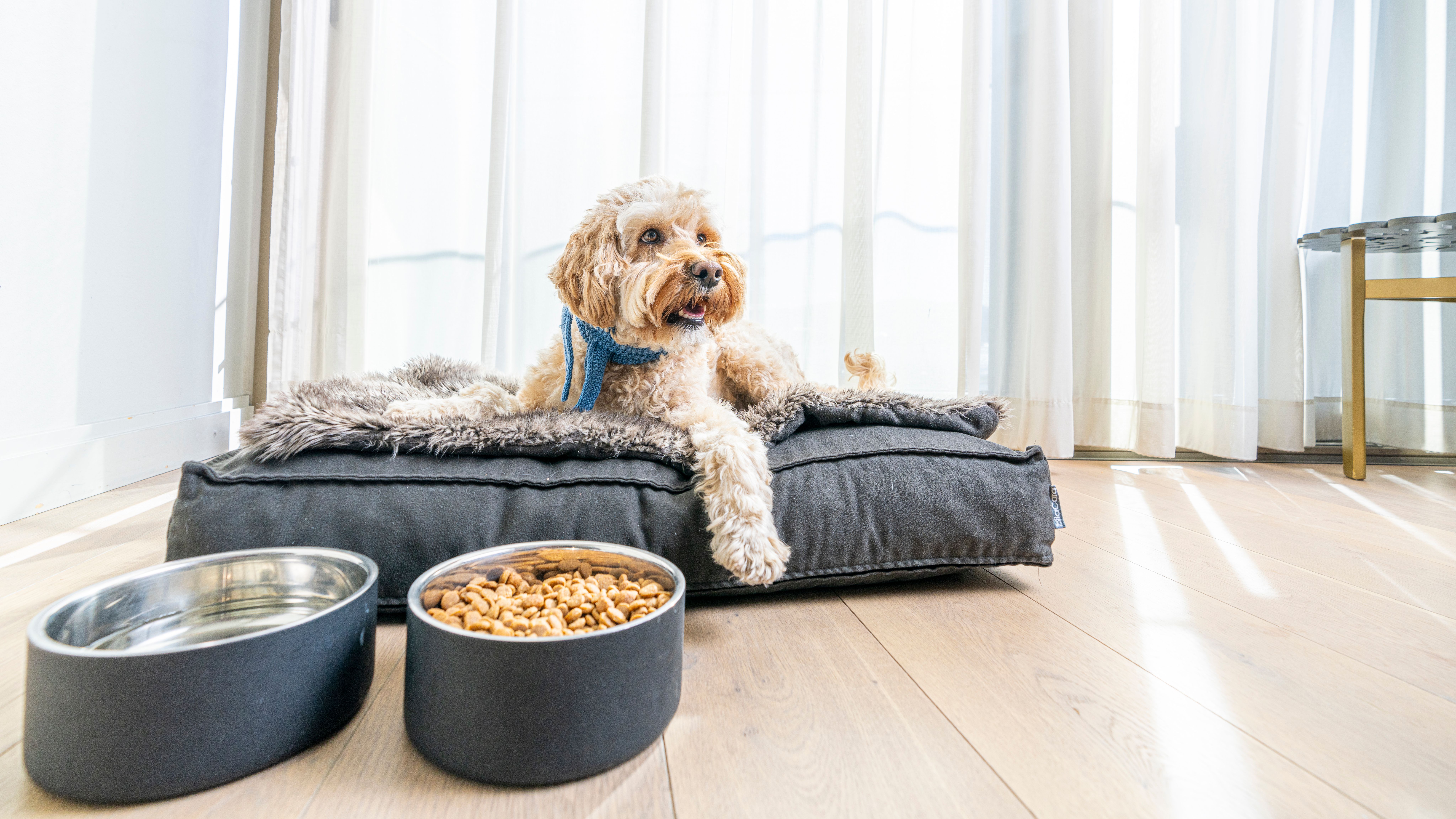 Dog at a hotel room for dog at The Thief in Oslo, Eastern Norway