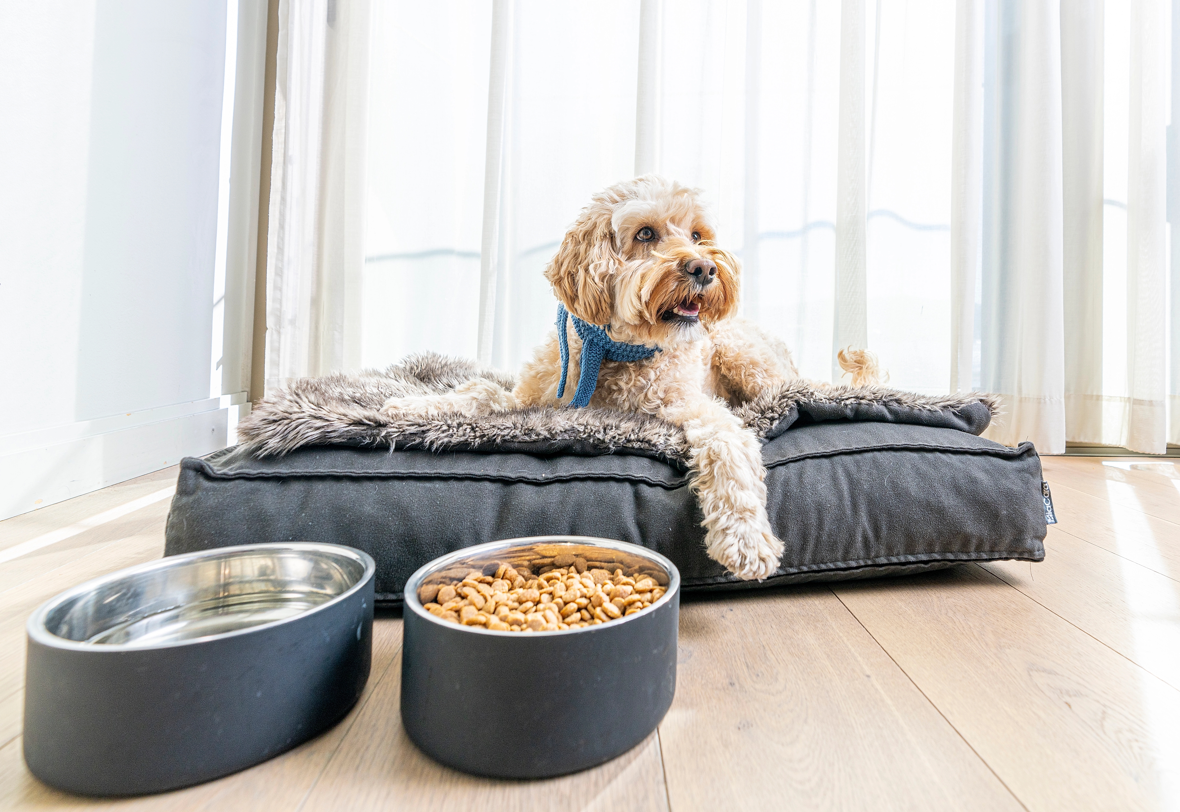 Dog at a hotel room for dog at The Thief in Oslo, Eastern Norway
