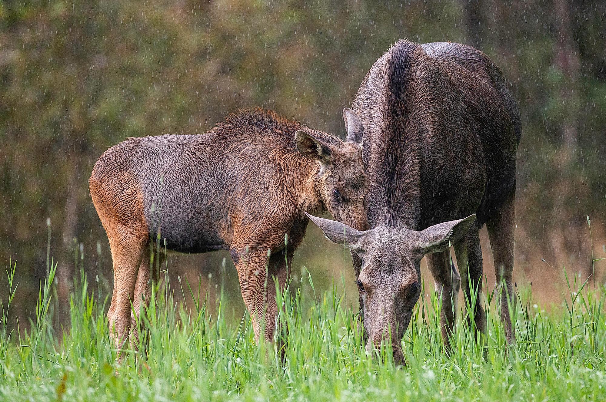 Two moose standing close to each other in the forest in Norway