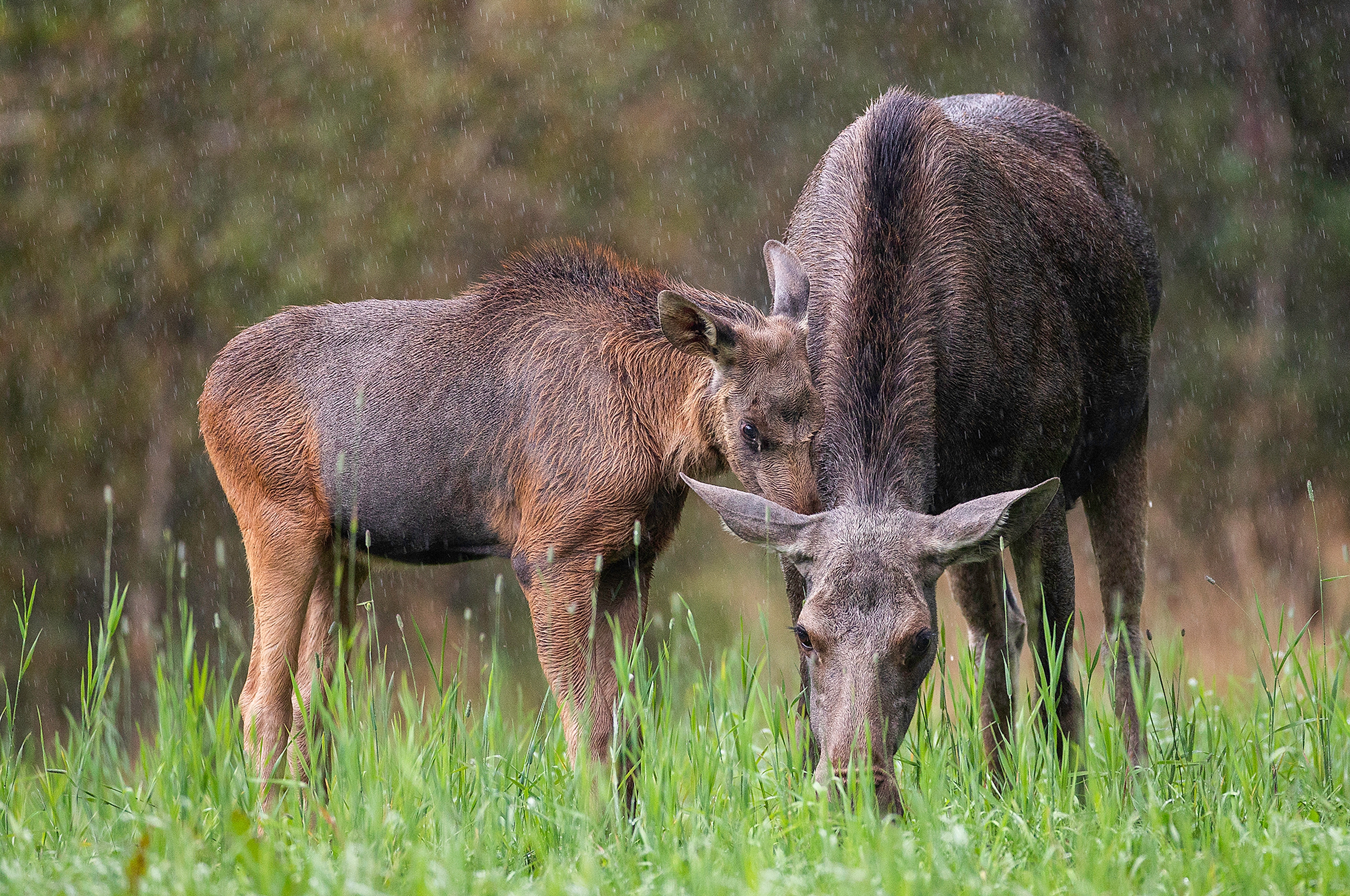 Two moose standing close to each other in the forest in Norway