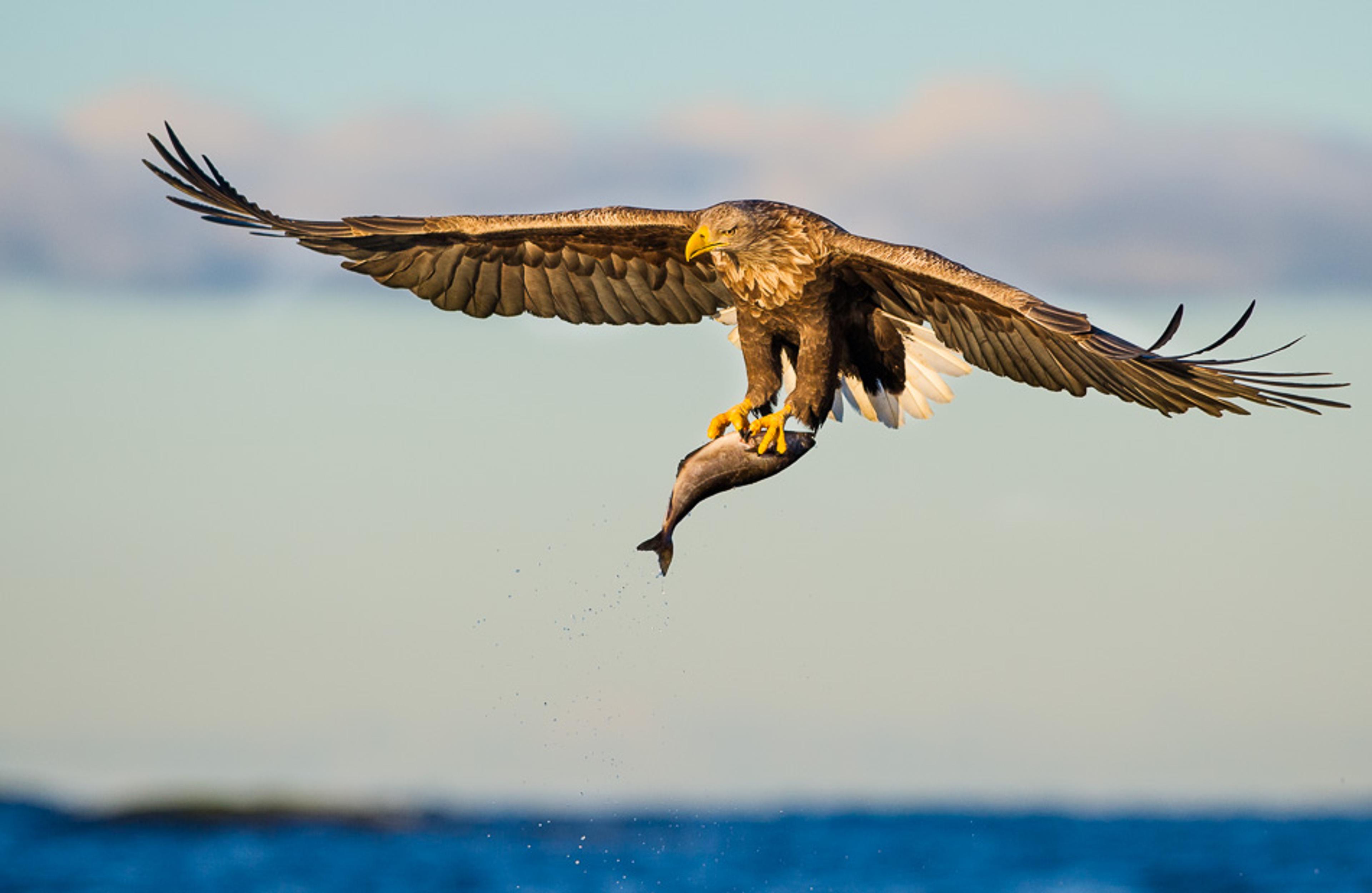 An eagle holding a fish in its claws in Smøla in the Northwest, Fjord Norway