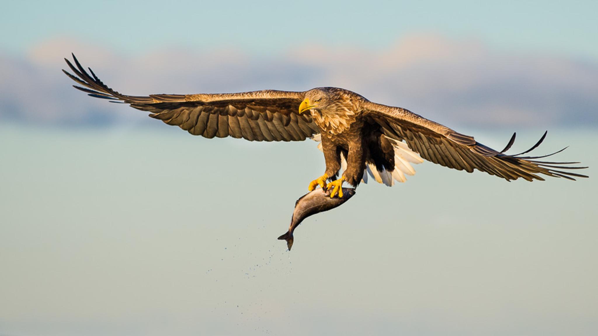 An eagle holding a fish in its claws in Smøla in the Northwest, Fjord Norway