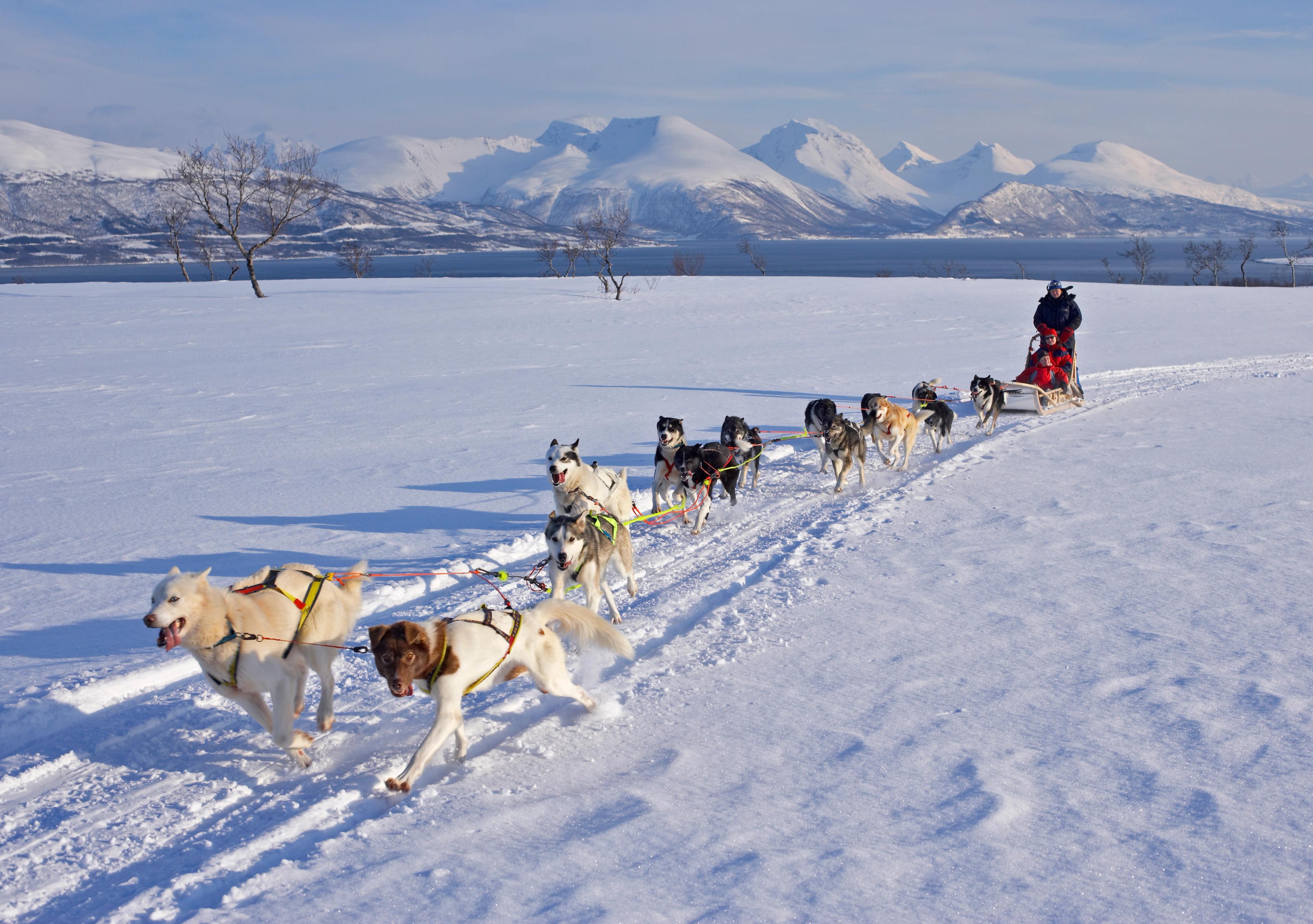 Dog sledding in the winter landscape on Kvaløya