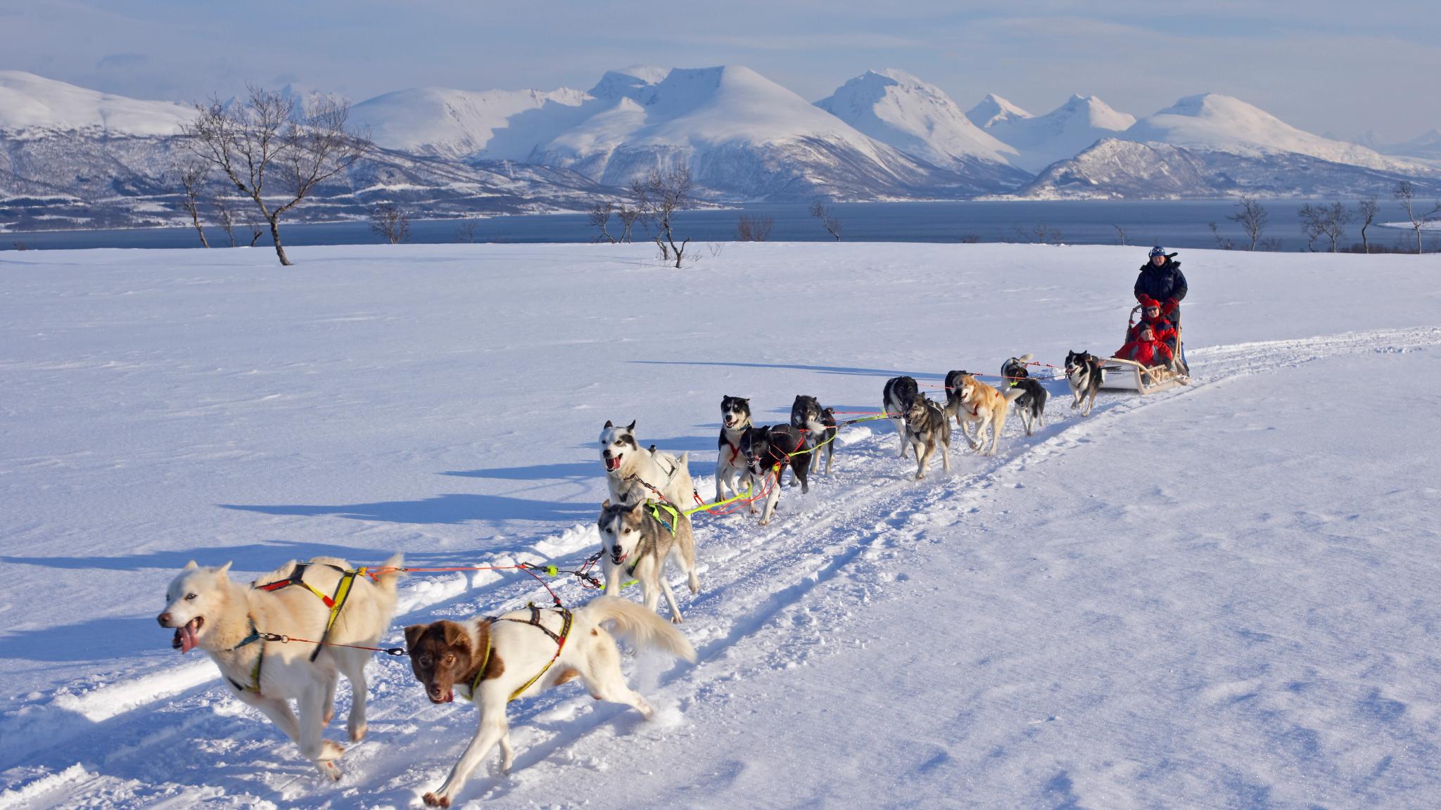 Dog sledding in the winter landscape on Kvaløya