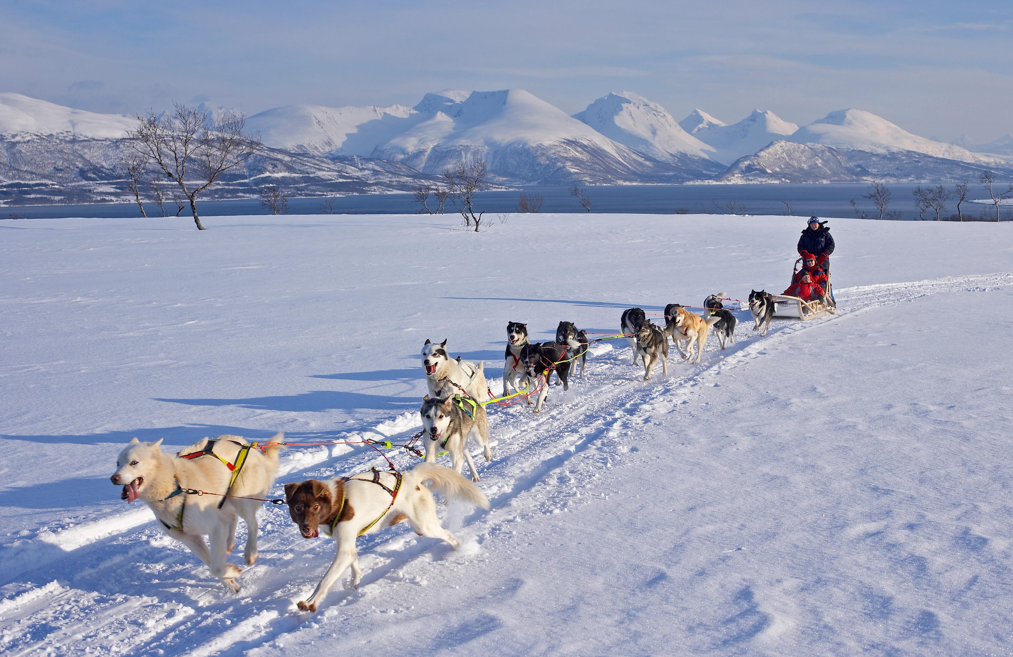 Dog sledding in the winter landscape on Kvaløya