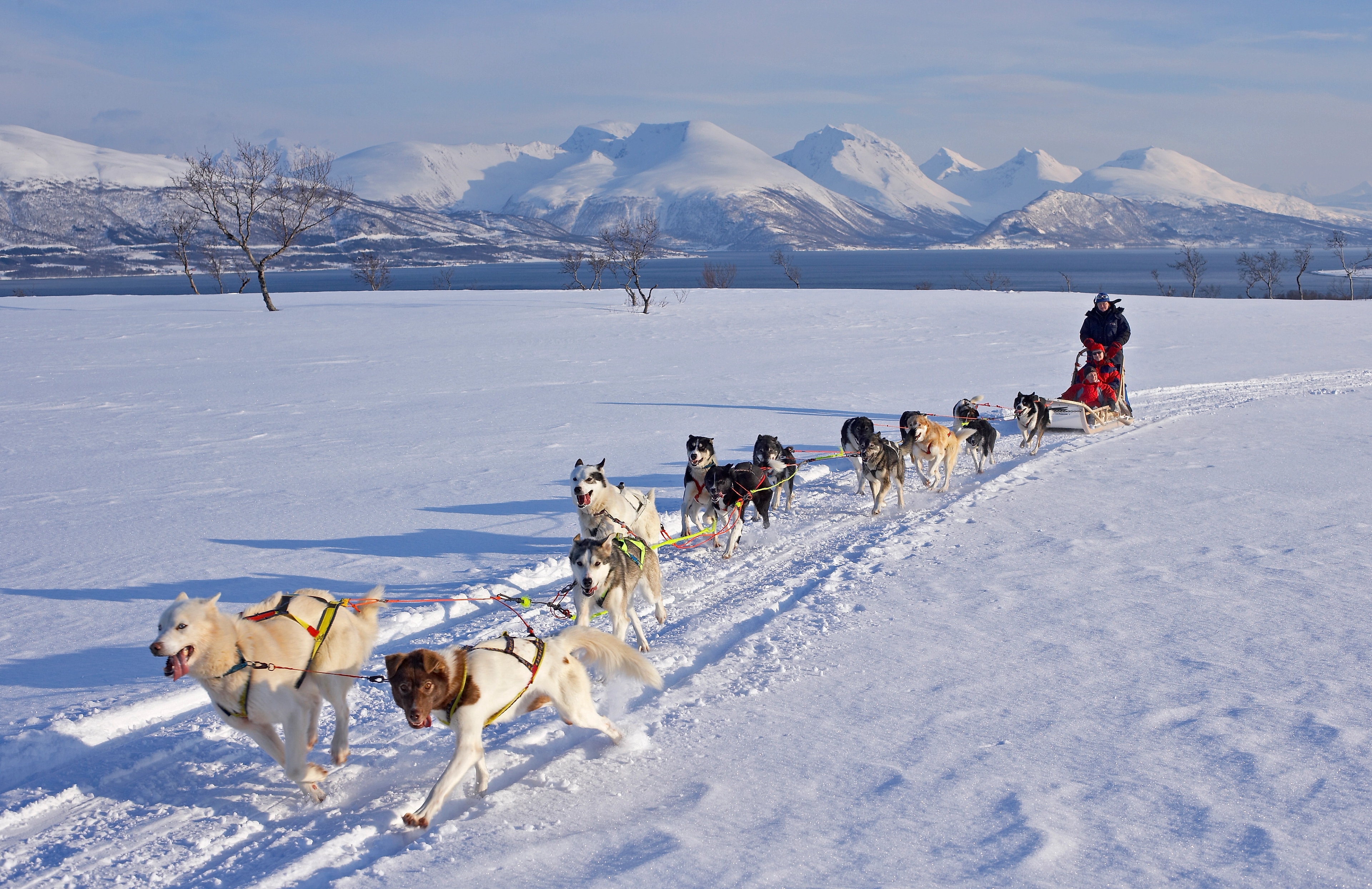 Dog sledding in the winter landscape on Kvaløya