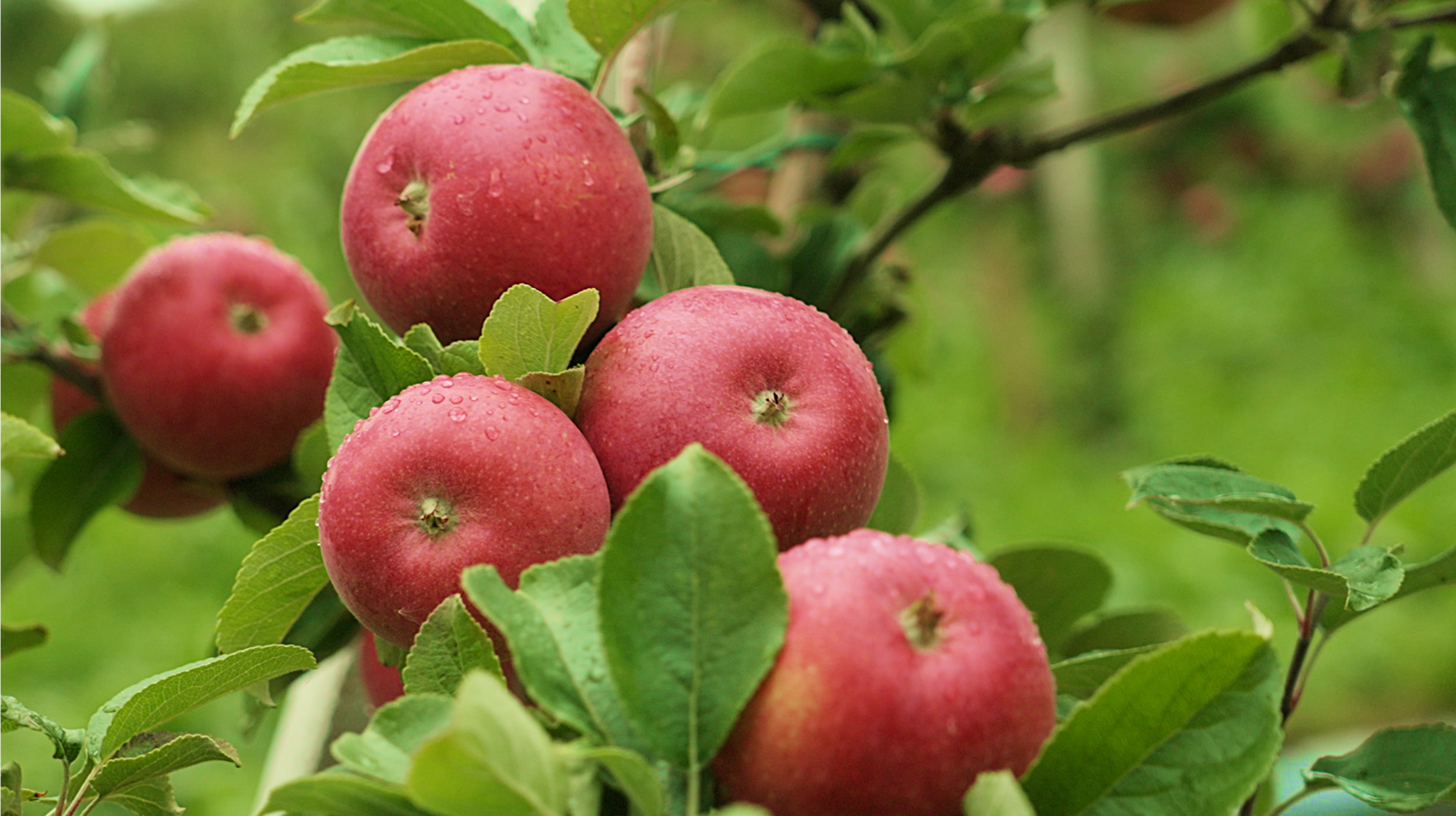 Close up of apples on an apple tree in Hardanger