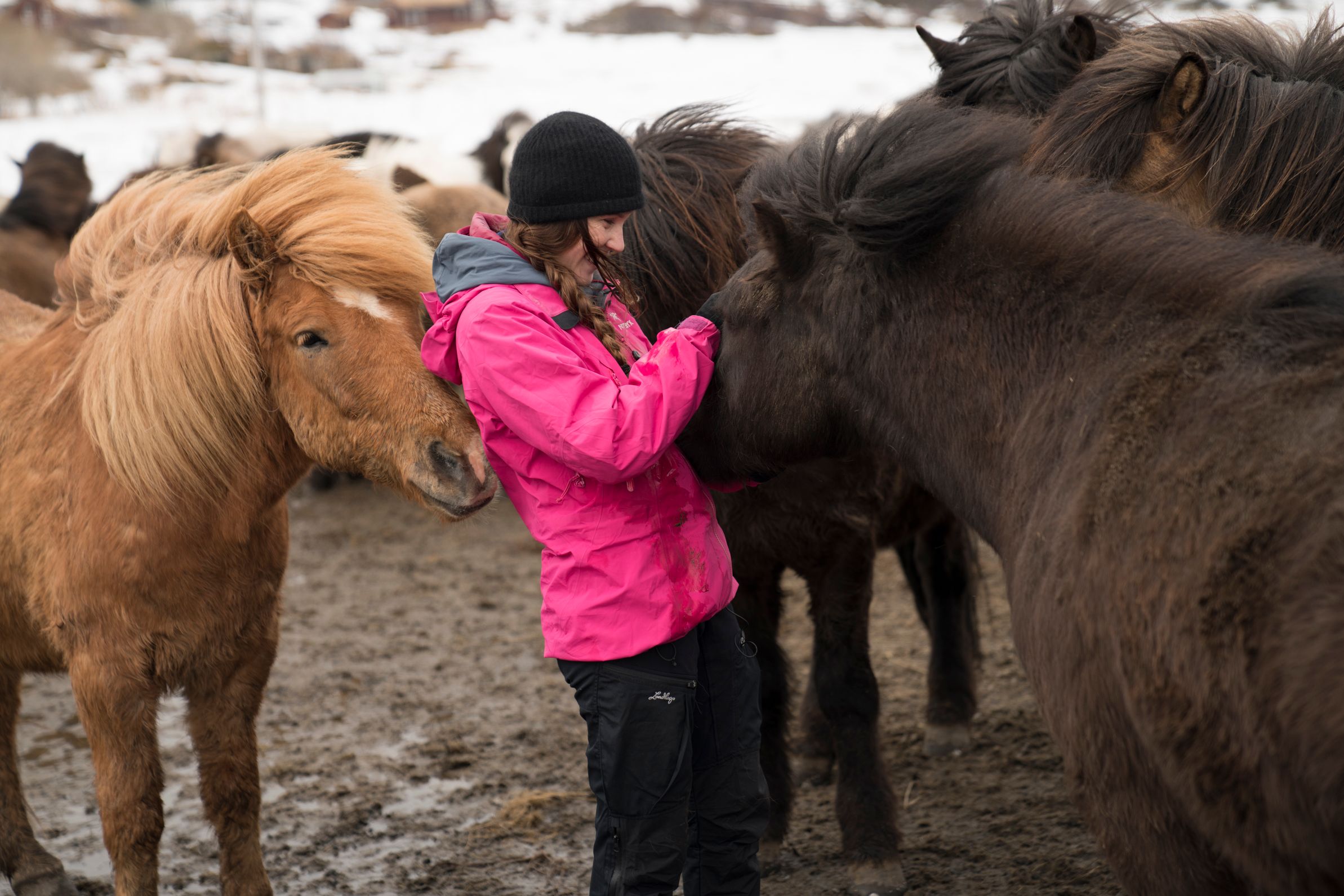 En kvinne klapper en hest midt i en hesteflokk i Lofoten i Nord-Norge