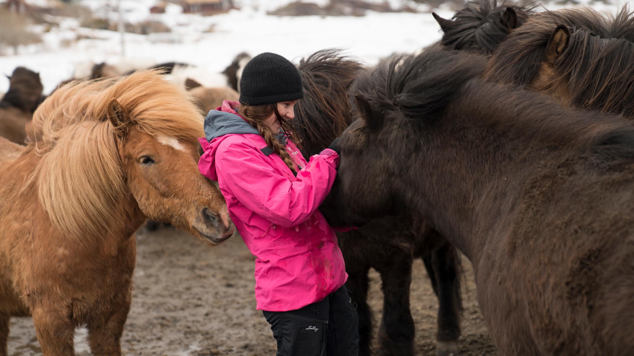 En kvinne klapper en hest midt i en hesteflokk i Lofoten i Nord-Norge