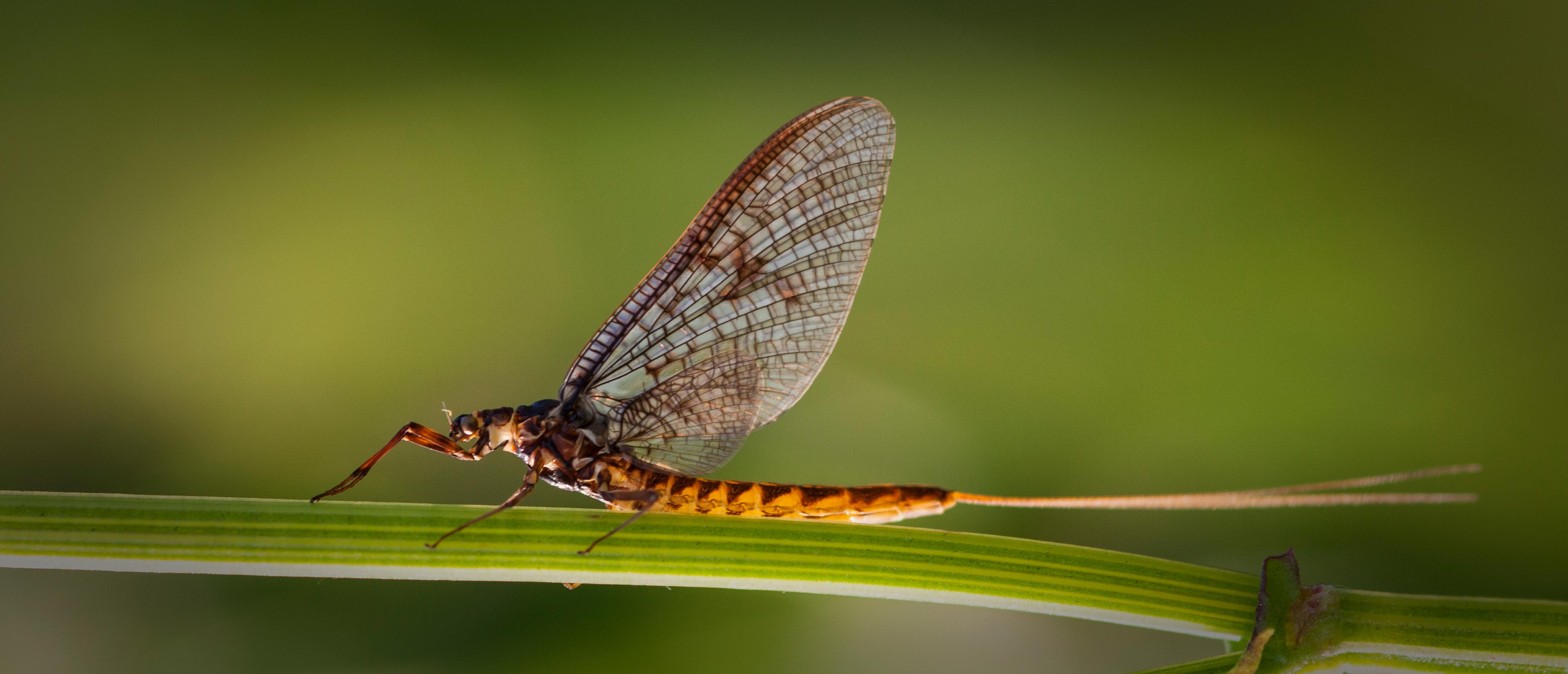 Mayfly at a green leaf