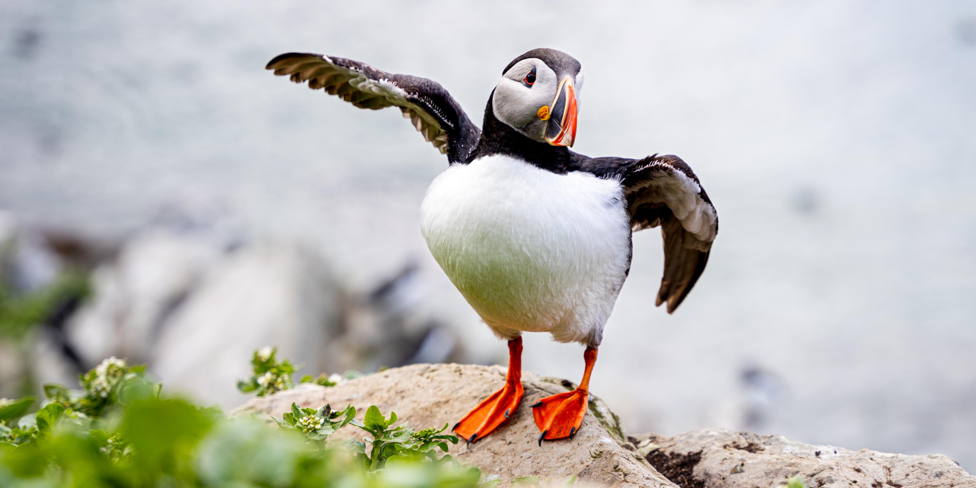 An Atlantic Puffin at Hornøya outside of Vardø in Varanger, Northern Norway