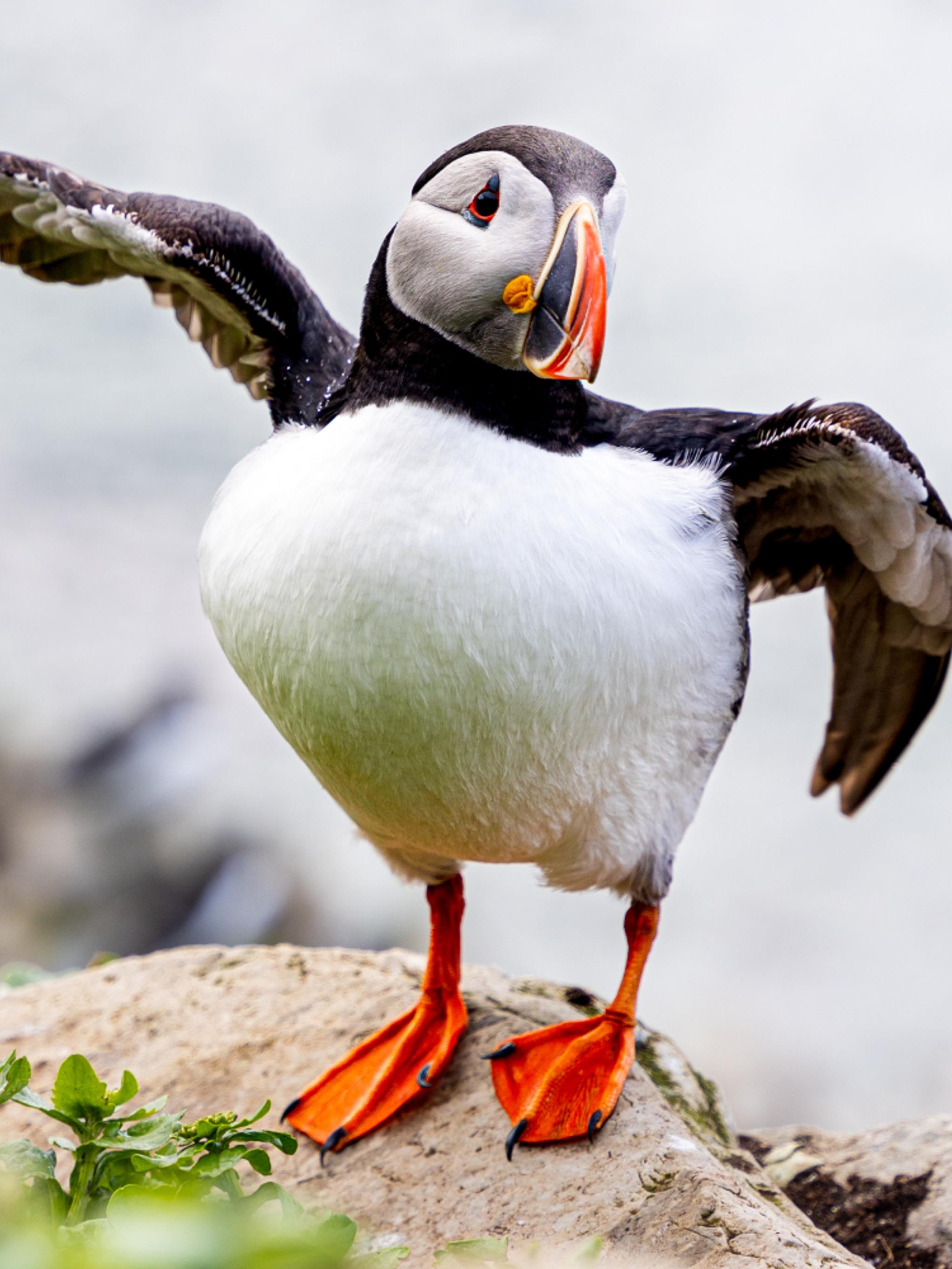 An Atlantic Puffin at Hornøya outside of Vardø in Varanger, Northern Norway