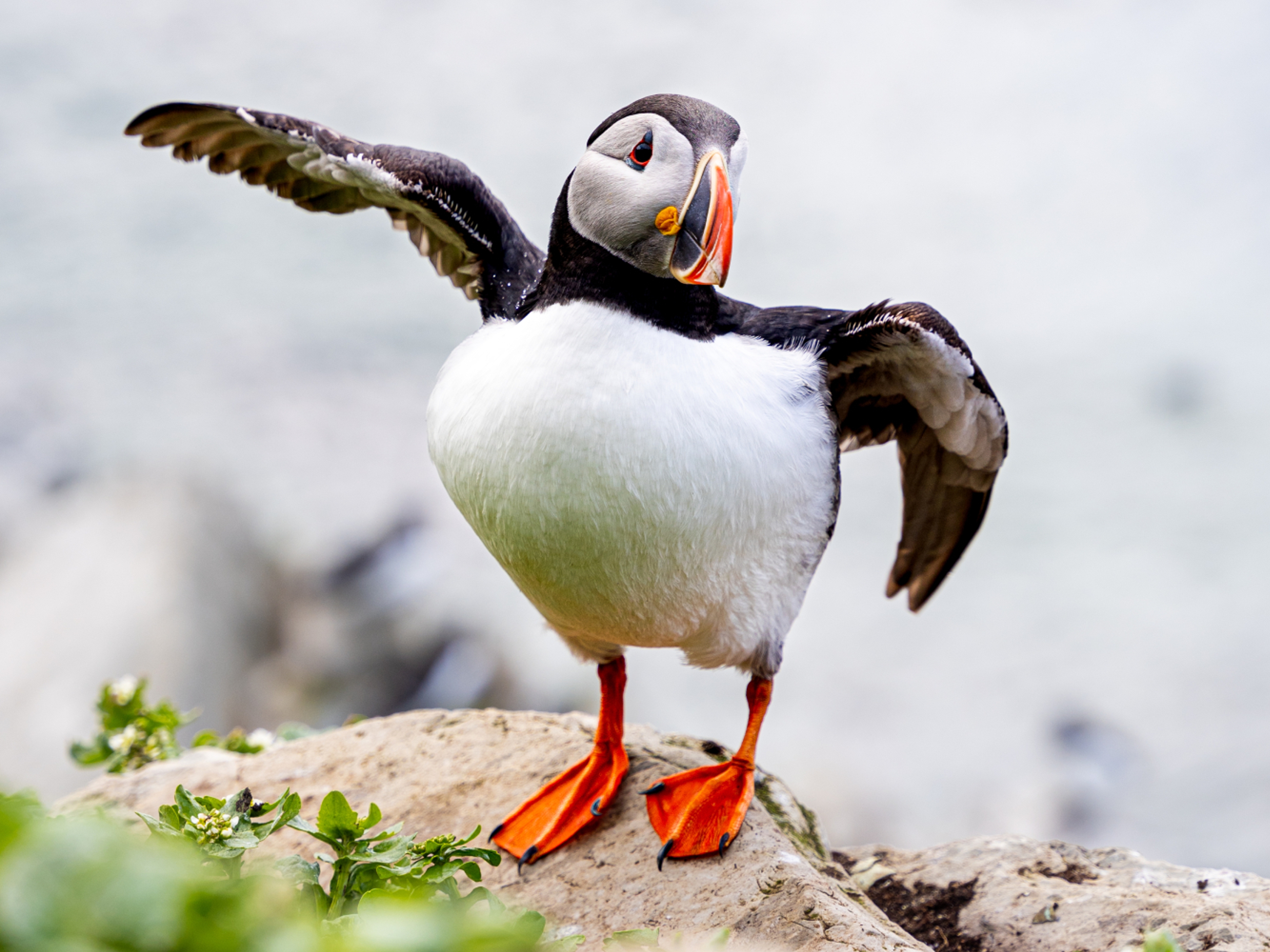 An Atlantic Puffin at Hornøya outside of Vardø in Varanger, Northern Norway