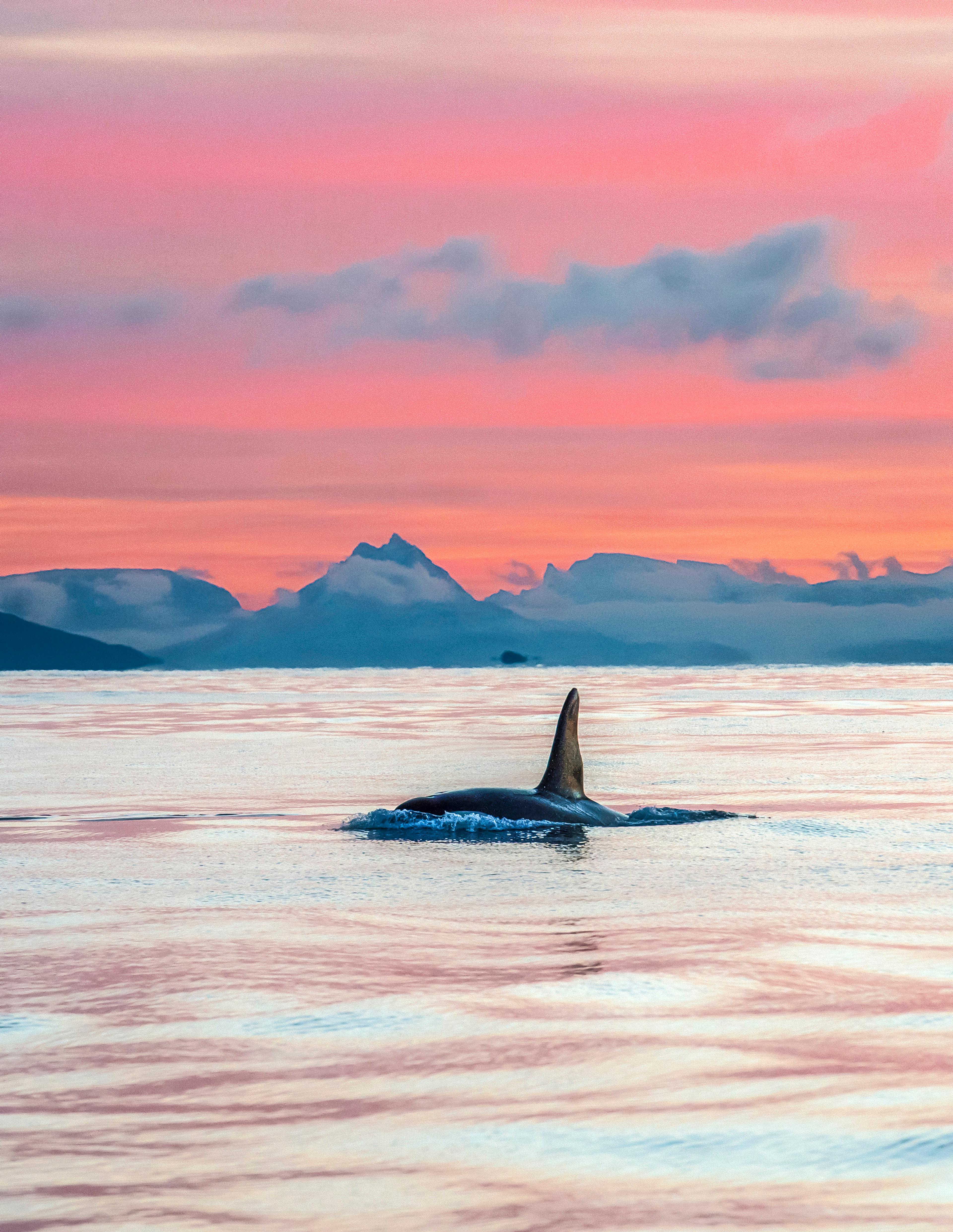 Whale safari in Vesterålen, Northern Norway
