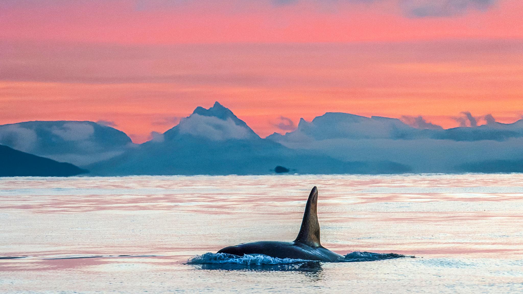 Whale safari in Vesterålen, Northern Norway