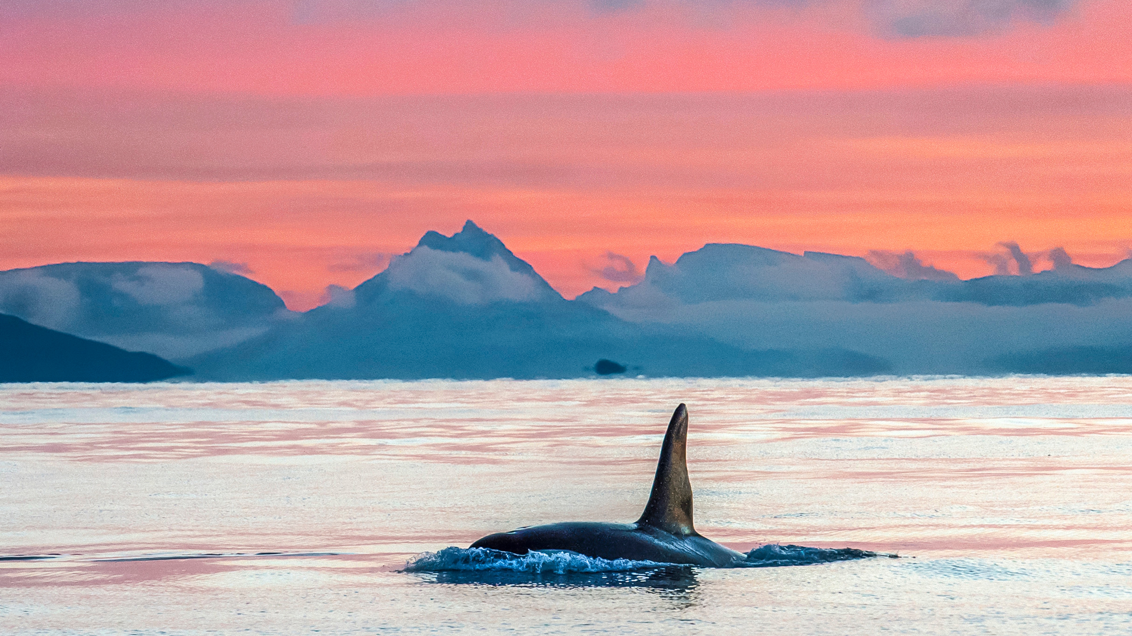 Whale safari in Vesterålen, Northern Norway