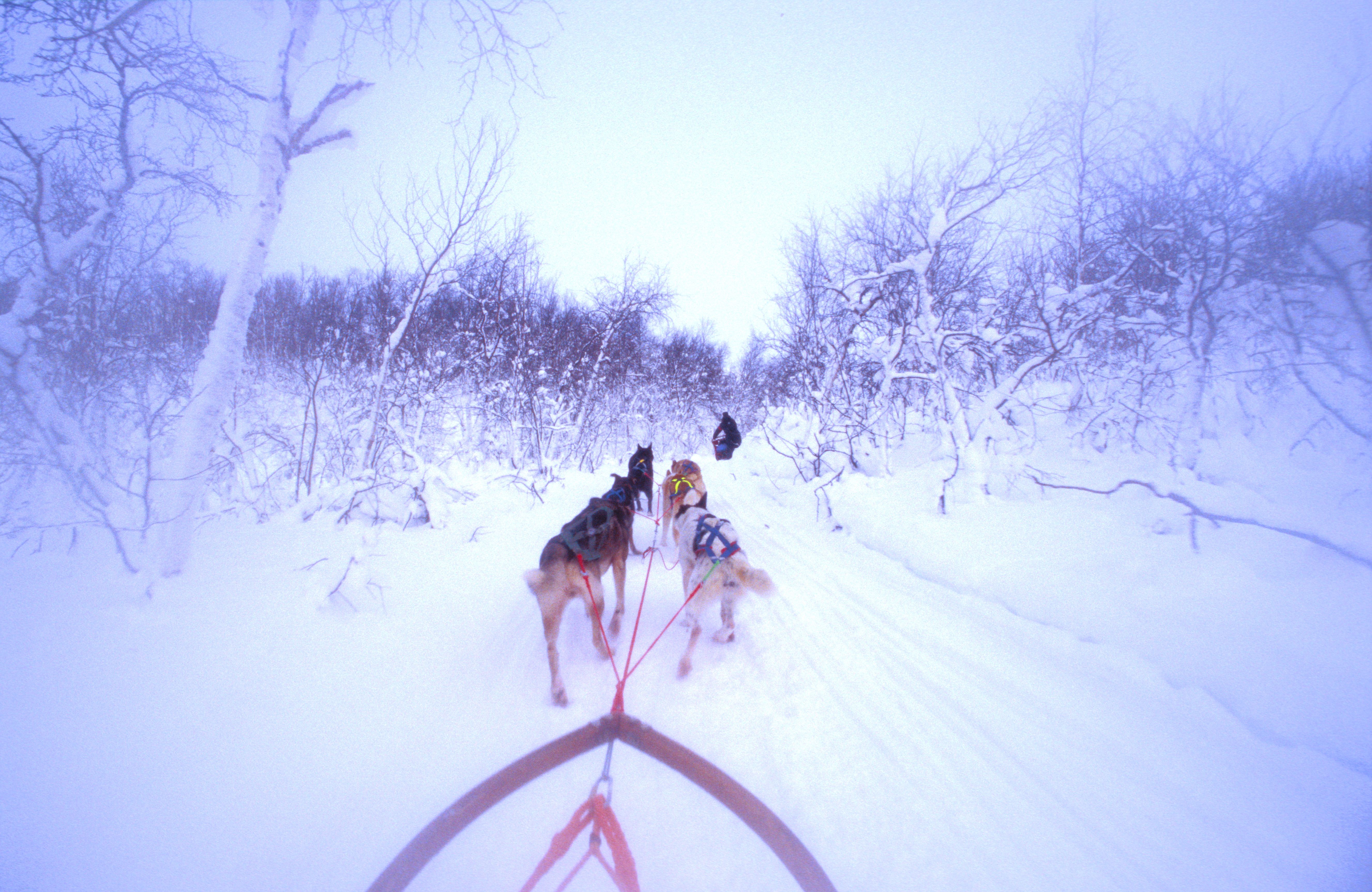 A passenger's view of how it is to ride a dog sled