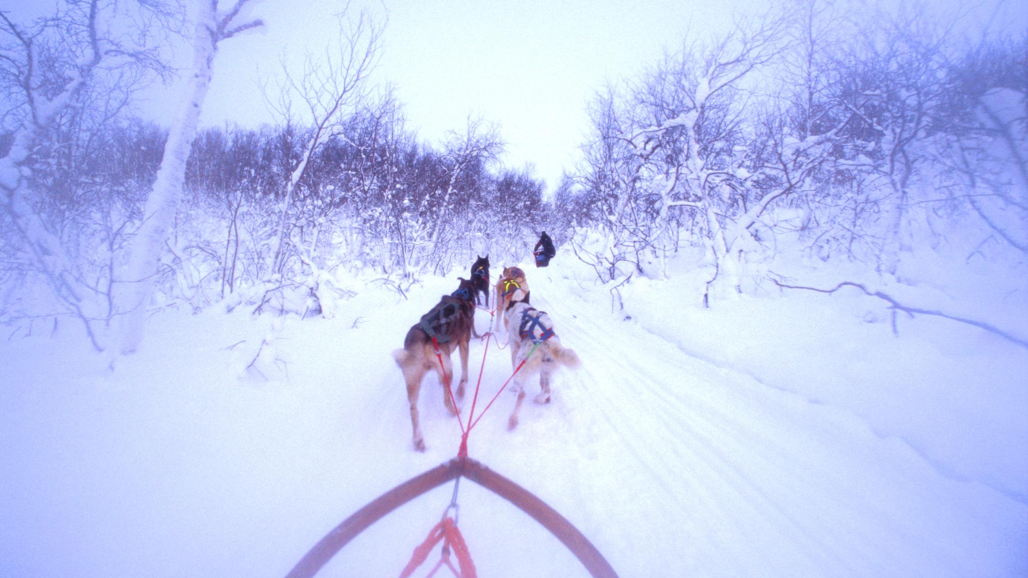 A passenger's view of how it is to ride a dog sled