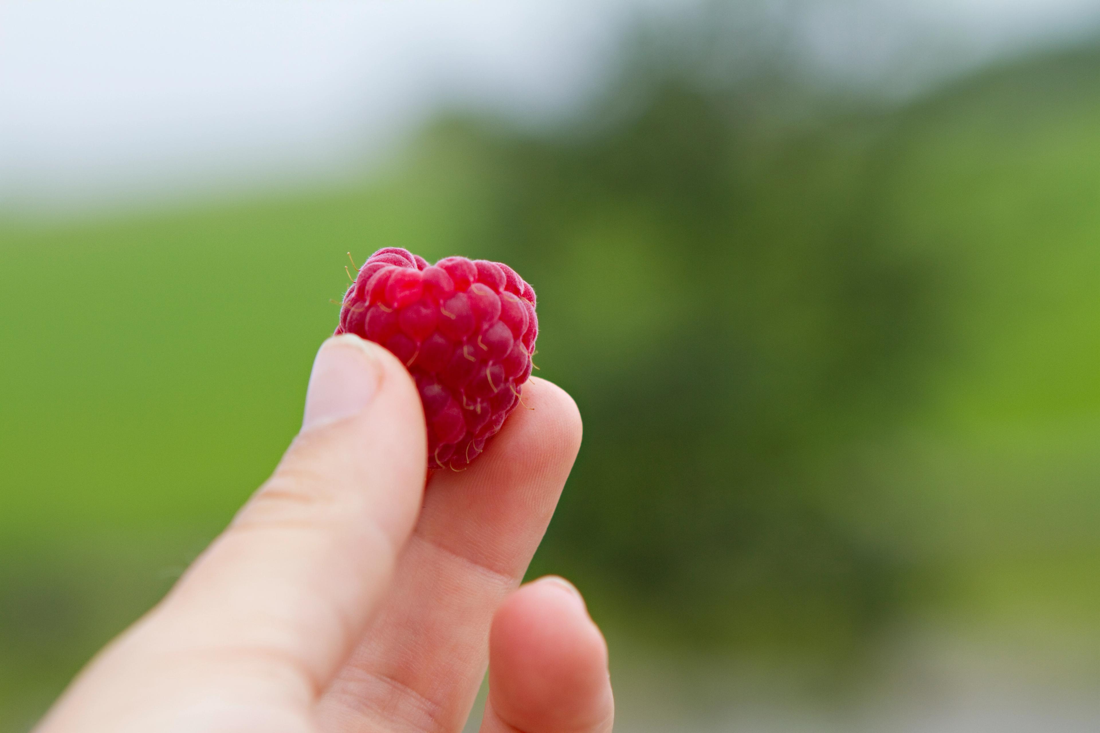 A hand holding a freshly picked raspberry in Rogaland, Fjord Norway