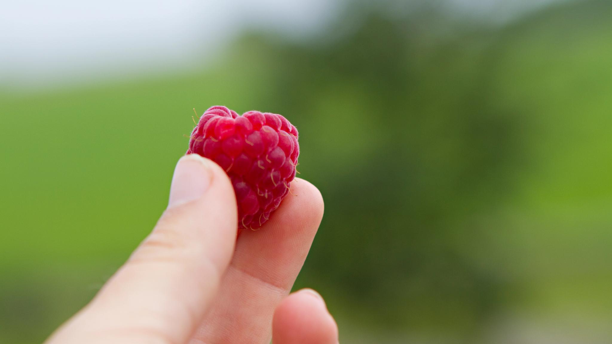 A hand holding a freshly picked raspberry in Rogaland, Fjord Norway