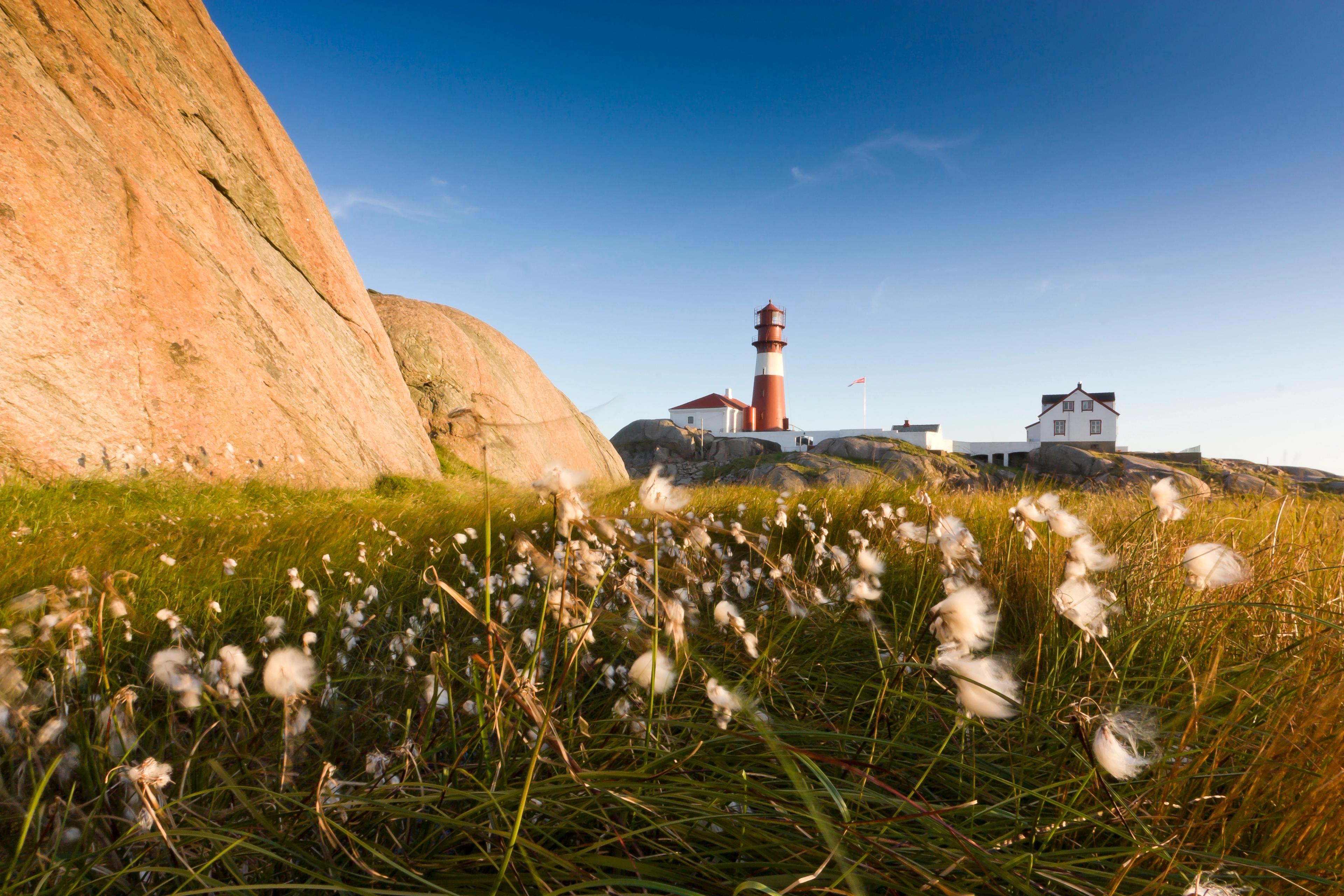 Champ de fleurs devant le phare de Ryvingen à Lindesnes, en Norvège du Sud