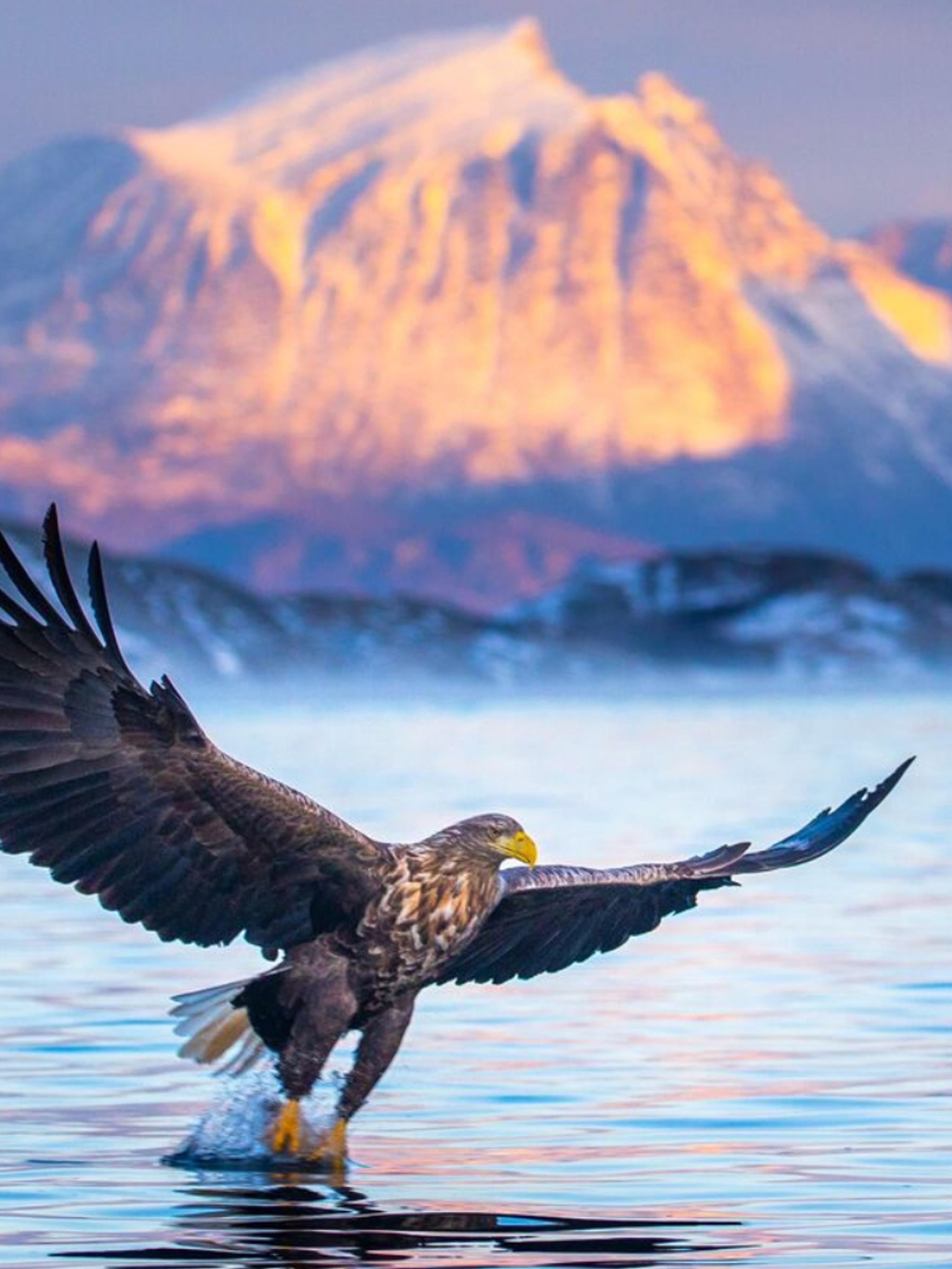 White tailed eagle in Northern Norway, at winter