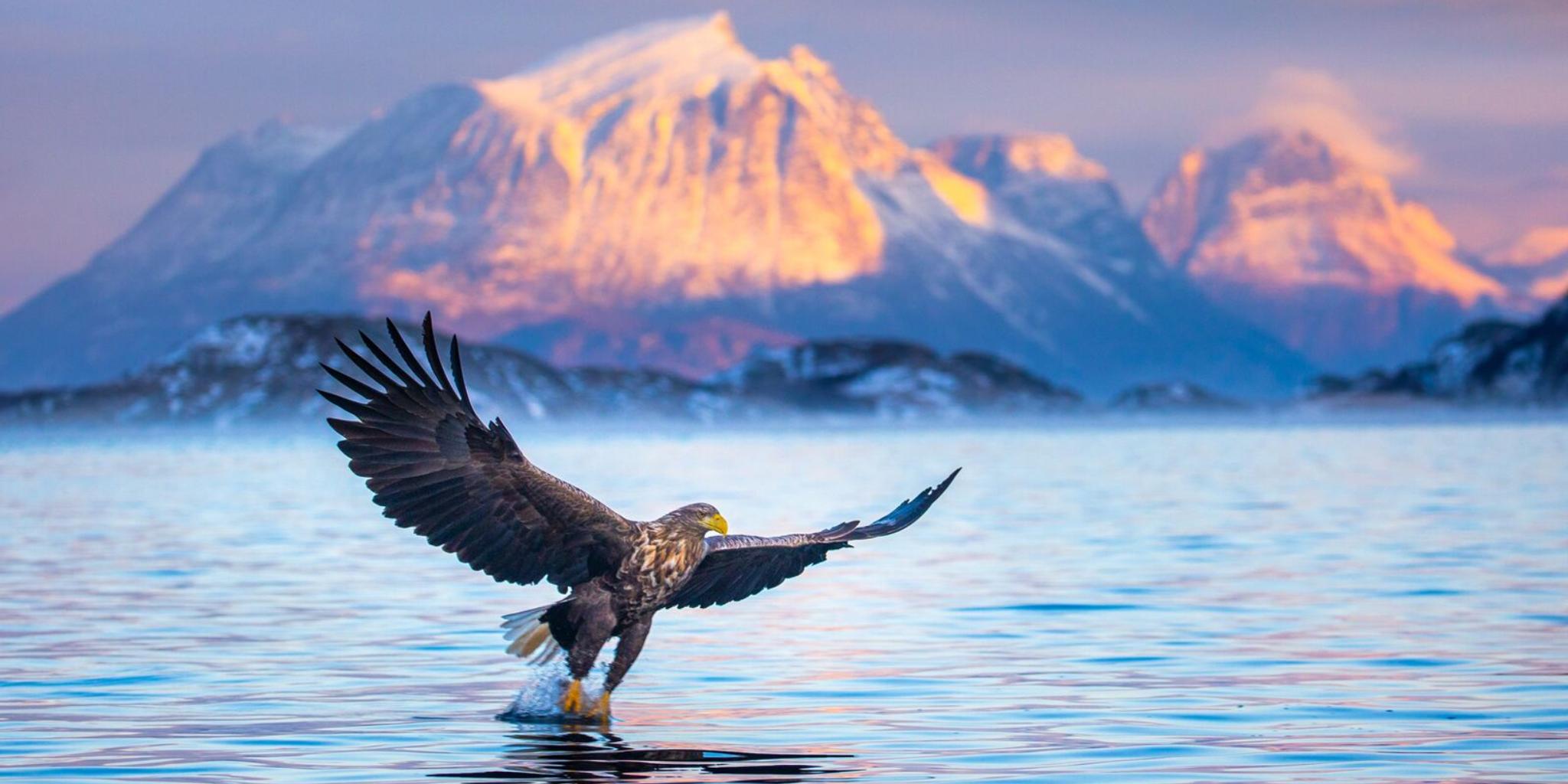 White tailed eagle in Northern Norway, at winter