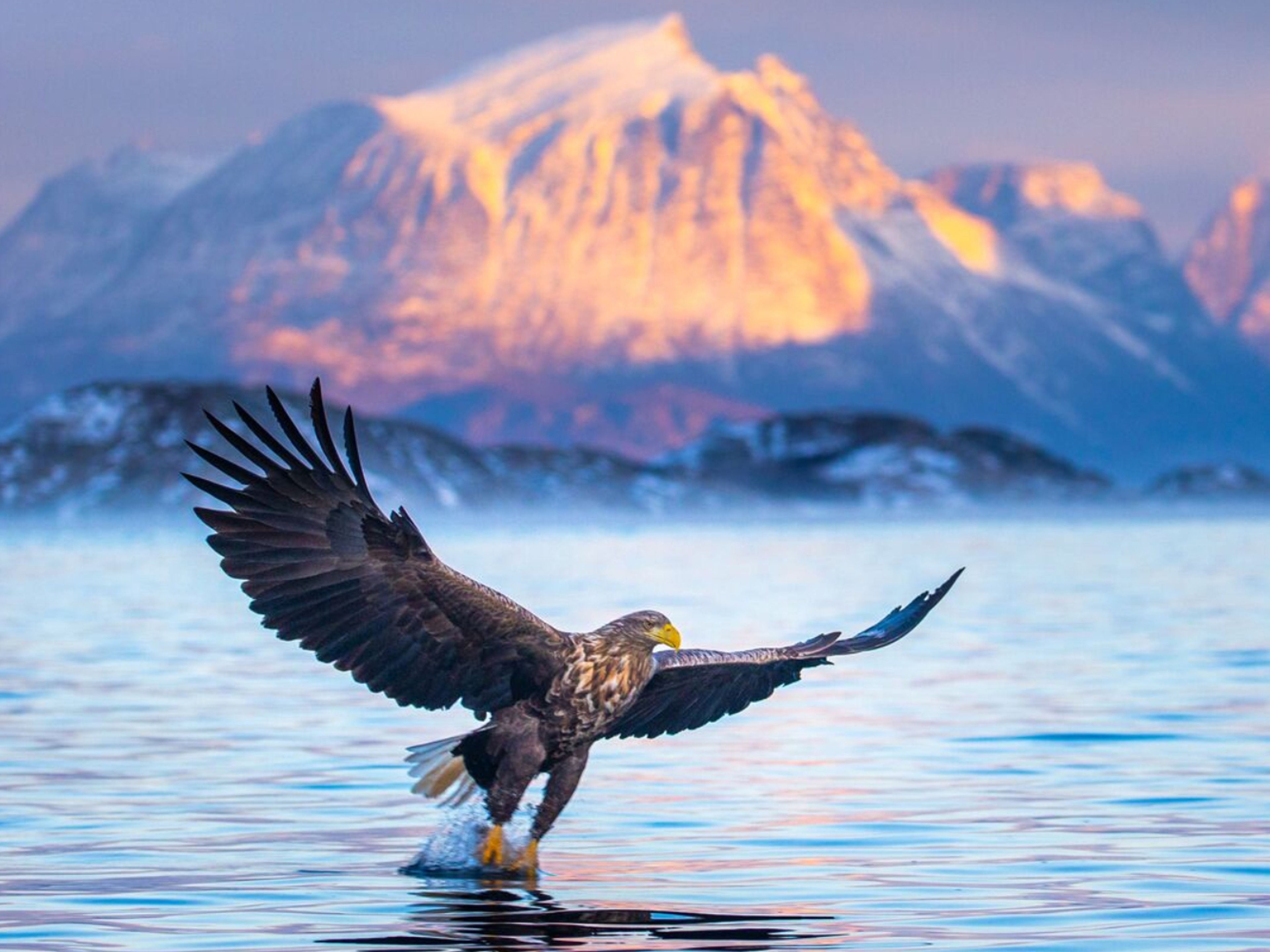 White tailed eagle in Northern Norway, at winter