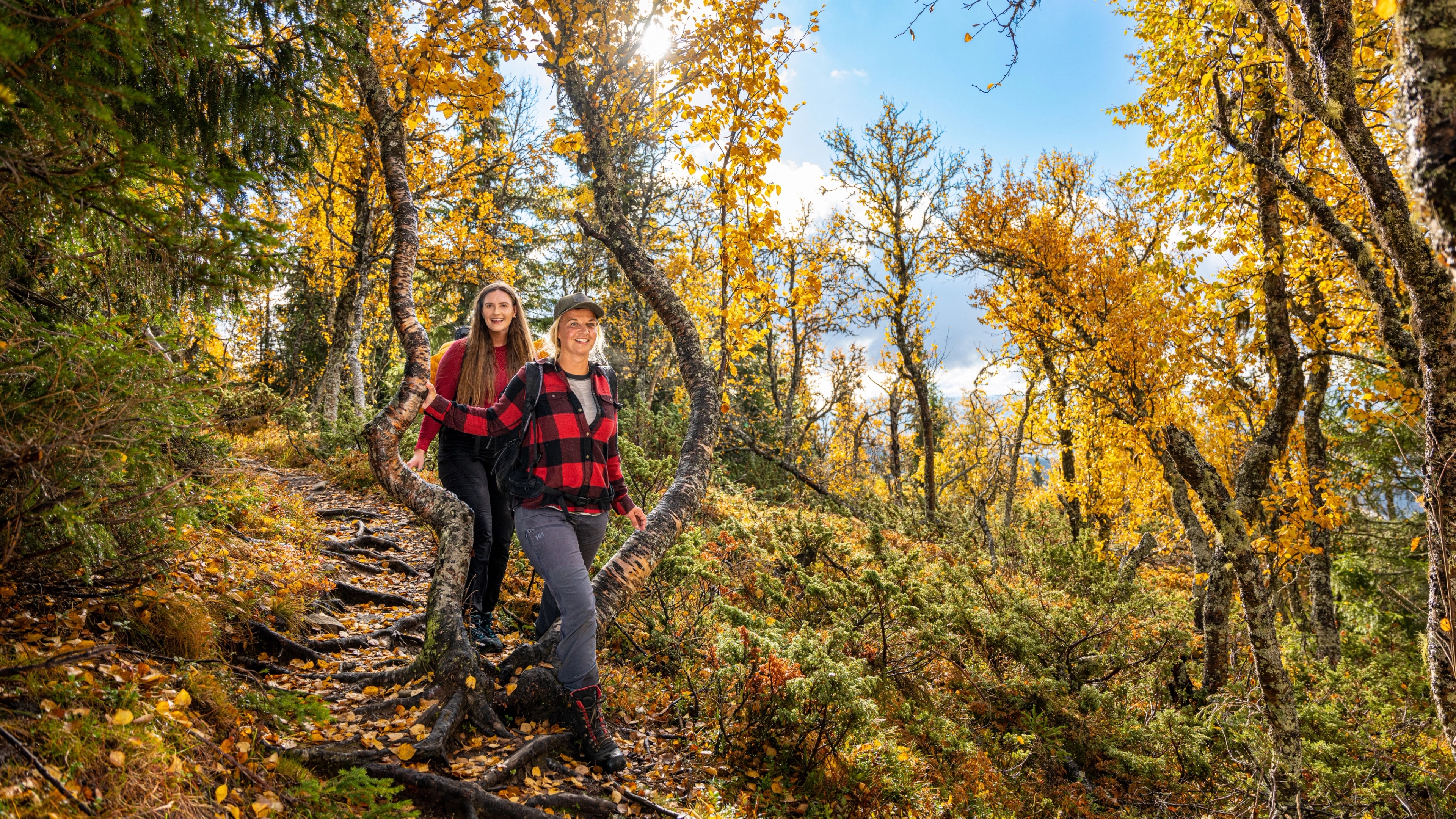 Two girls walking in between the birch trees in the autumn/fall forest in Hemsedal, Eastern Norway