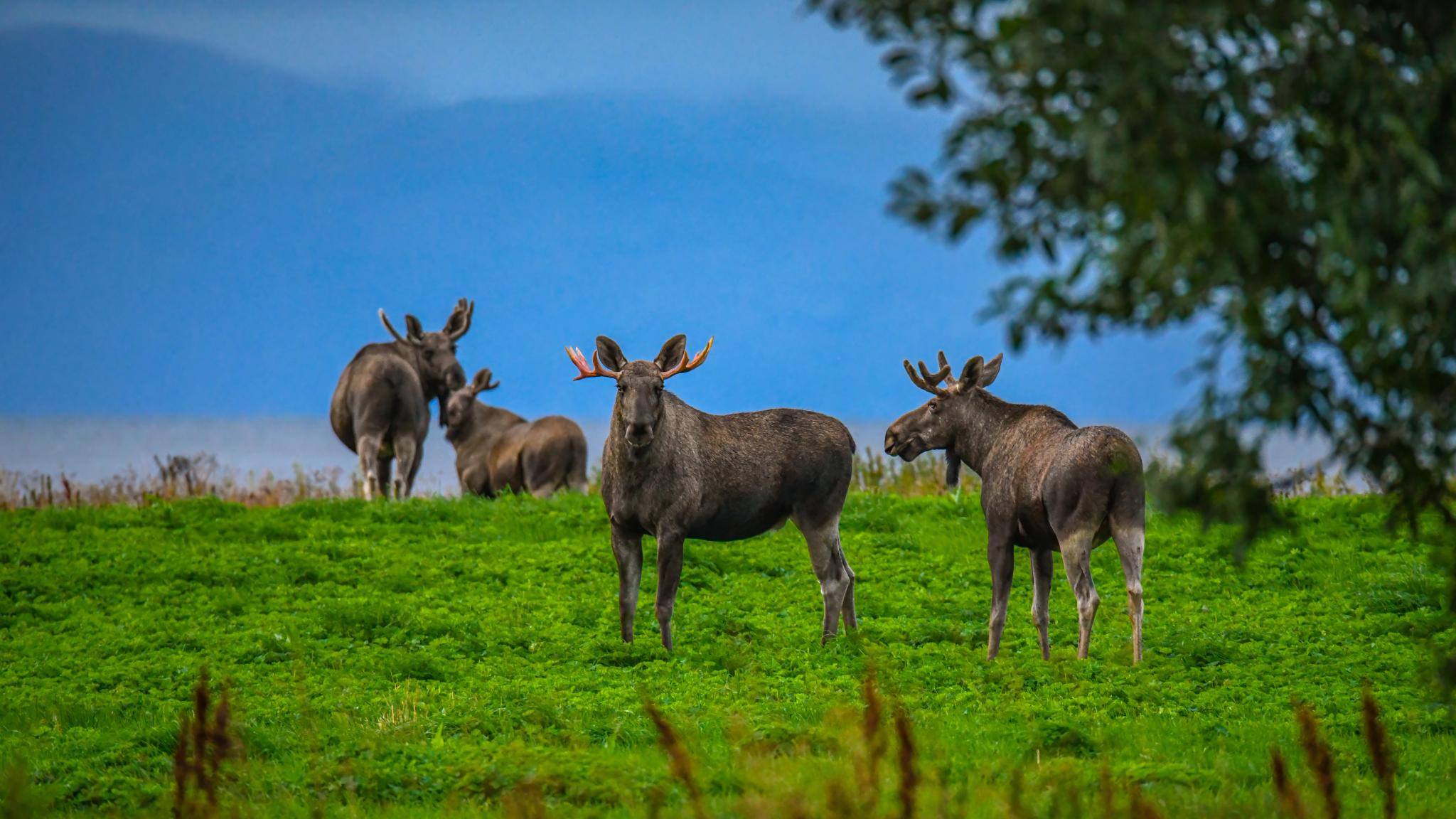 A herd of moose on a field at Andøya in Vesterålen, Northern Norway