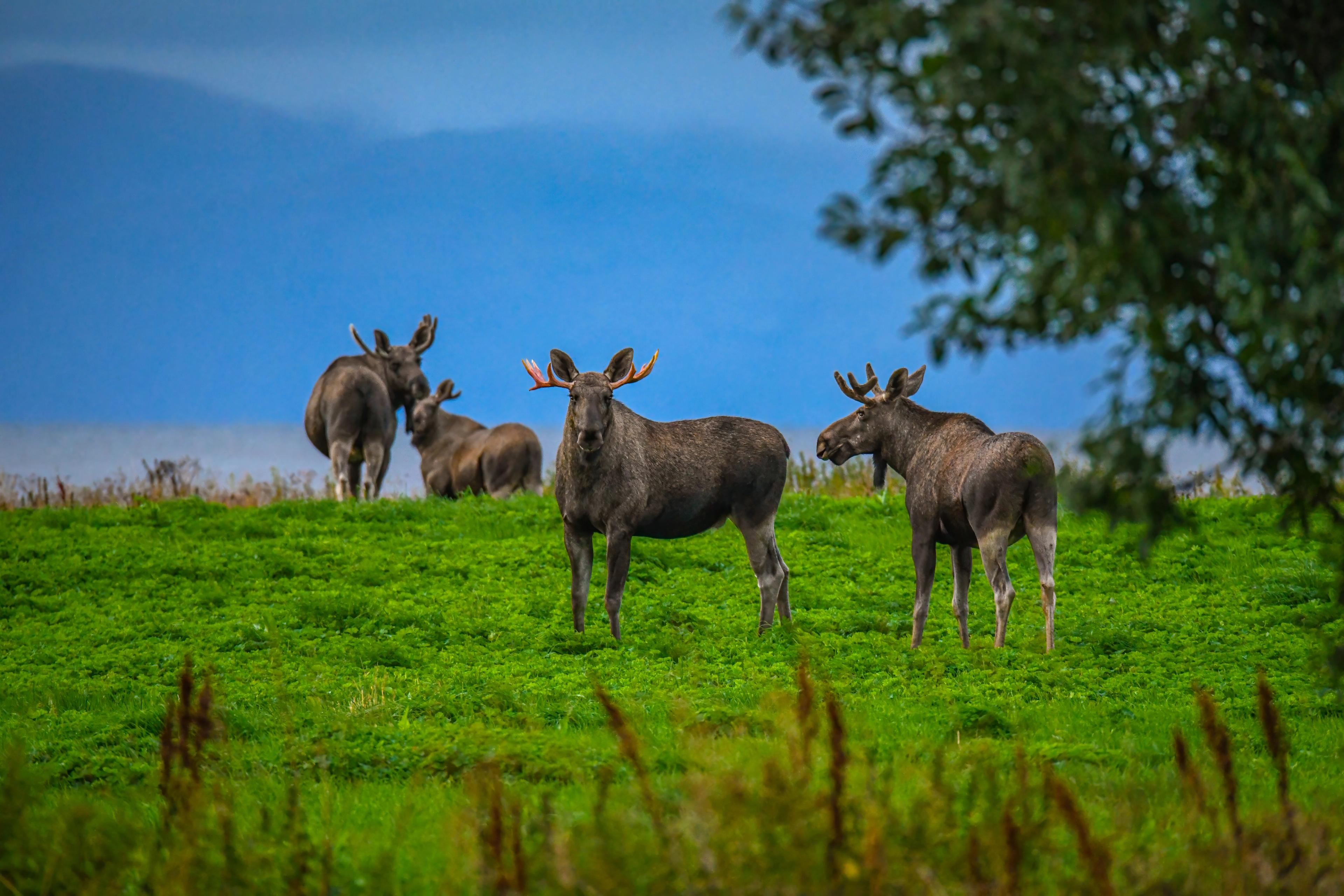 A herd of moose on a field at Andøya in Vesterålen, Northern Norway