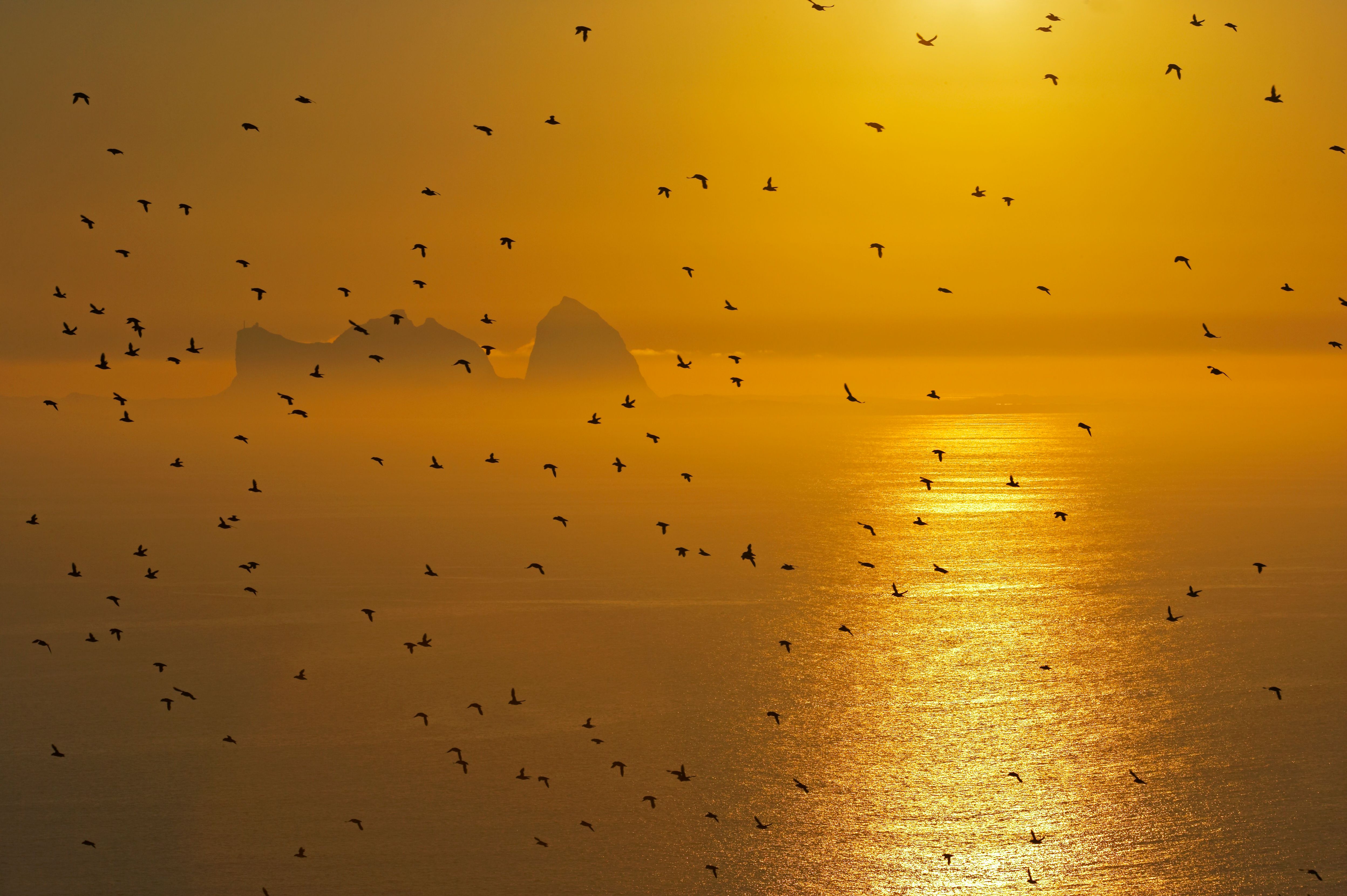 Many birds flying across the sea outside of Træna under the midnight sun