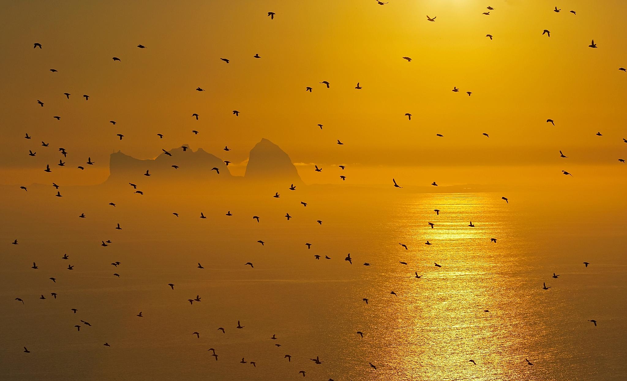Many birds flying across the sea outside of Træna under the midnight sun